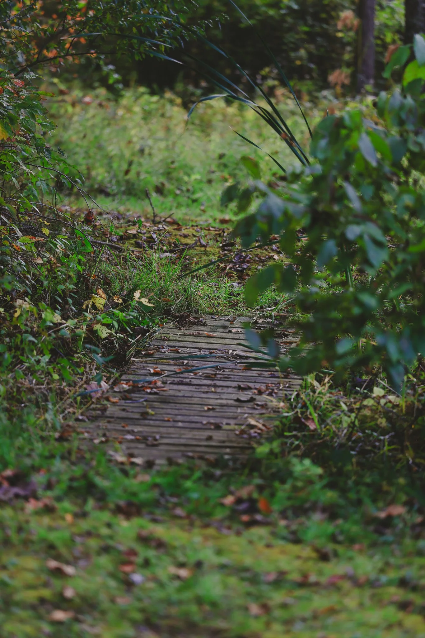 A narrow wooden trail through lush green foliage in a forest.