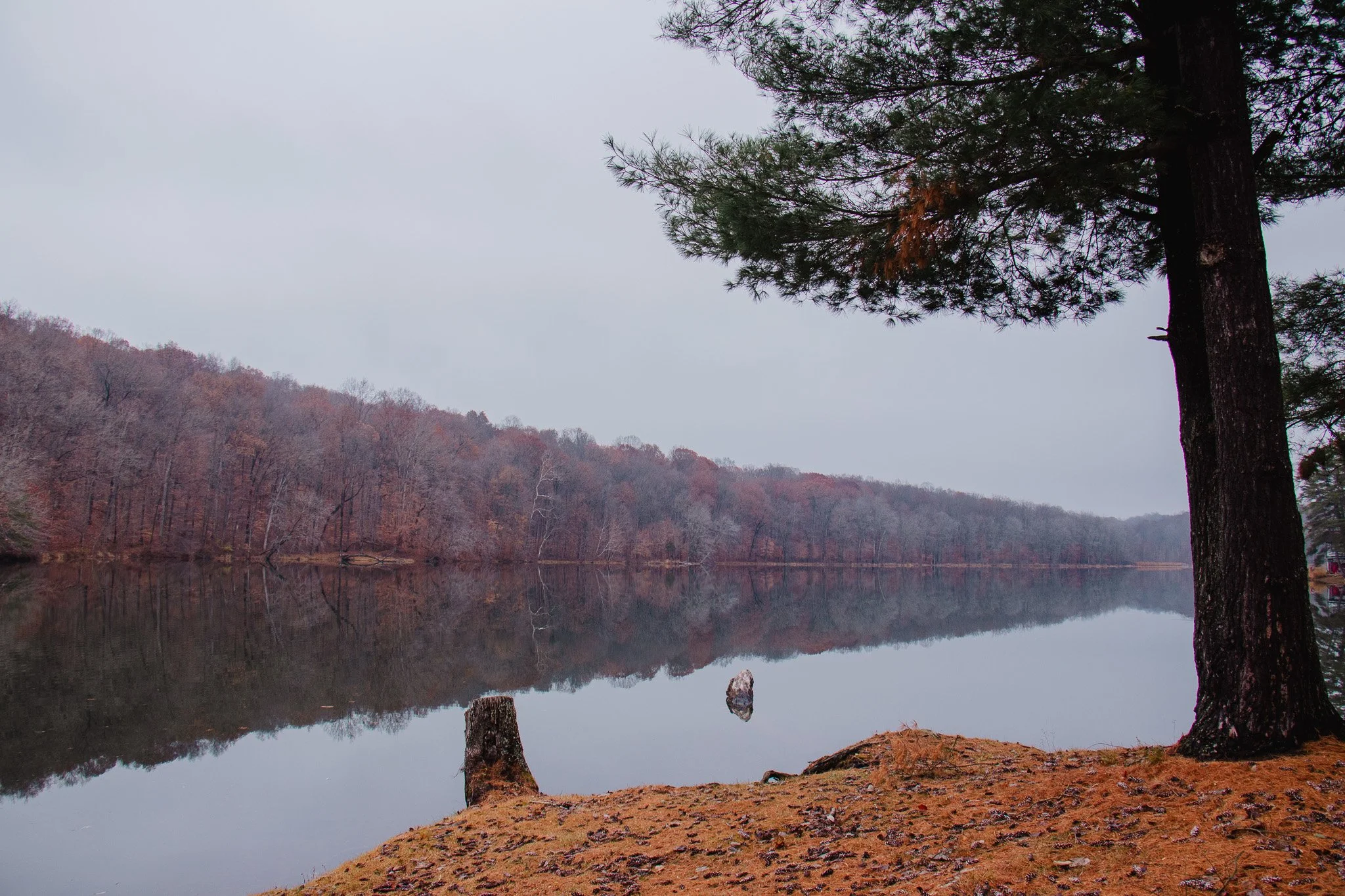A peaceful lake scene with still water reflecting the bare trees and hillside on the opposite shore. The foreground shows a tree trunk to the right and a mossy, leaf-strewn shoreline. Overcast sky adds a muted tone to the landscape.