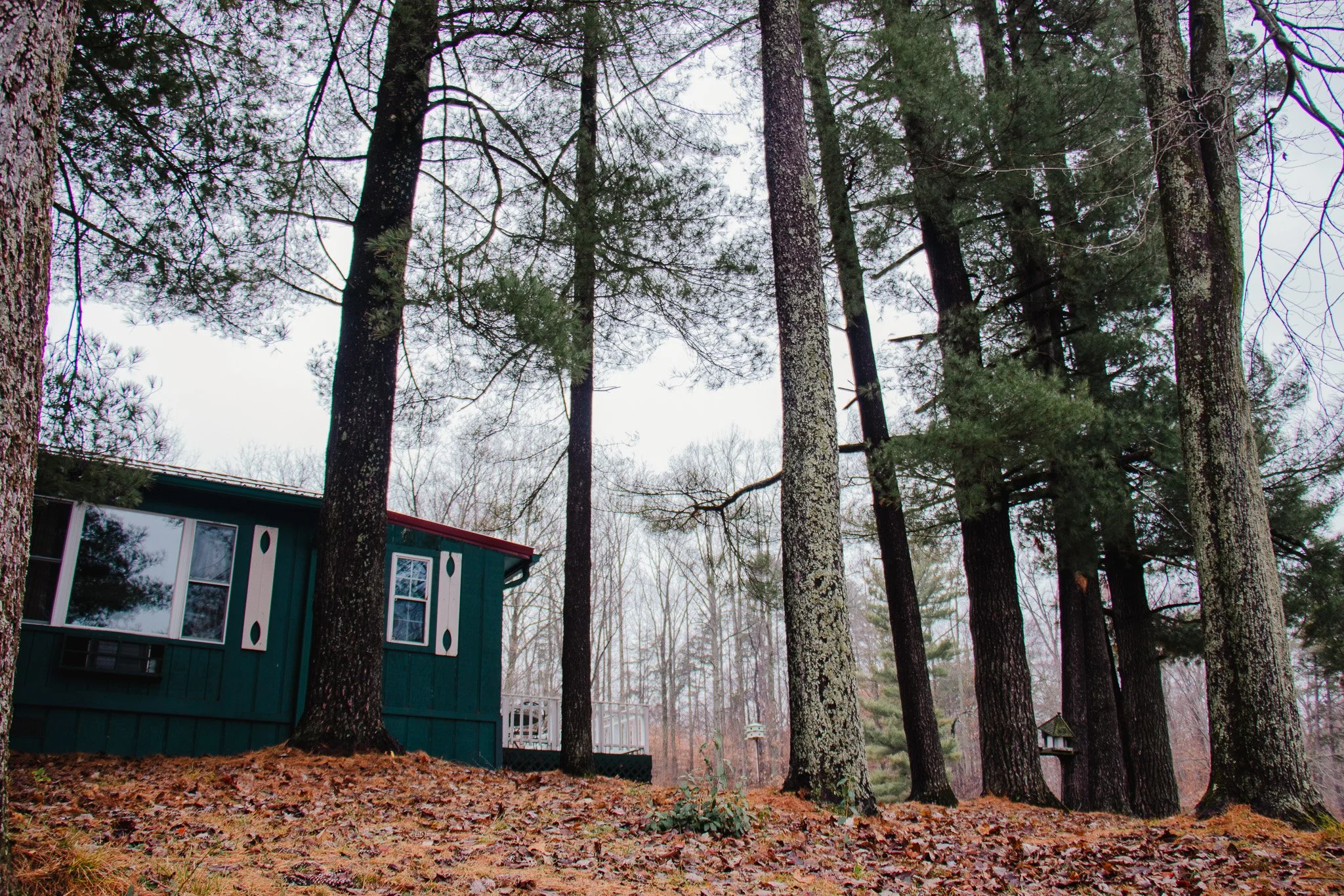 A small teal-colored house with white decorative accents on the left, surrounded by tall pine trees and fallen leaves, on a cloudy day.
