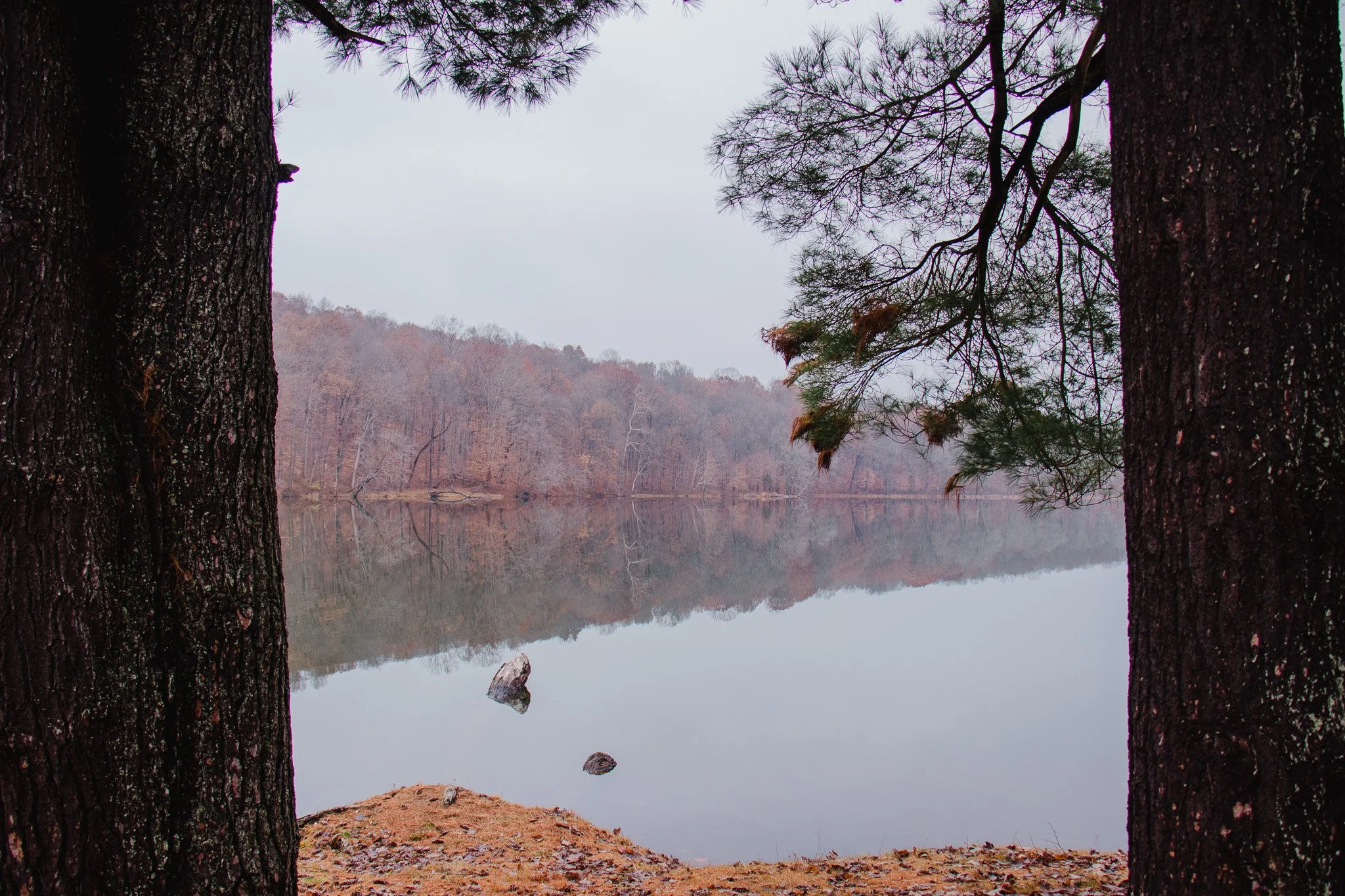 A calm lake surrounded by trees with barren branches, viewed through two large tree trunks in the foreground, reflecting the overcast sky and trees on its surface.