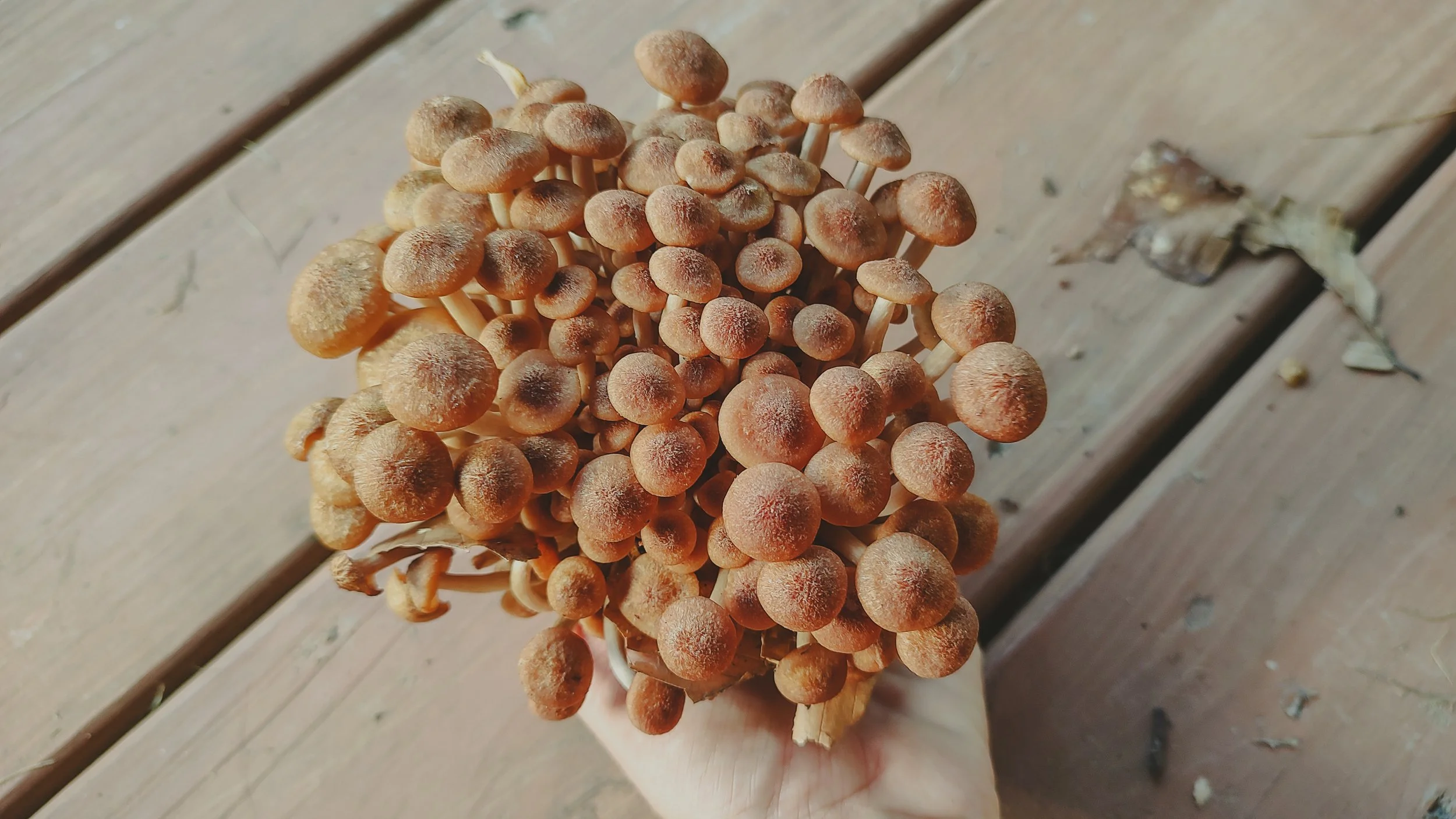Cluster of brown mushrooms with rounded caps and long stems held in a person's hand over a wooden surface.