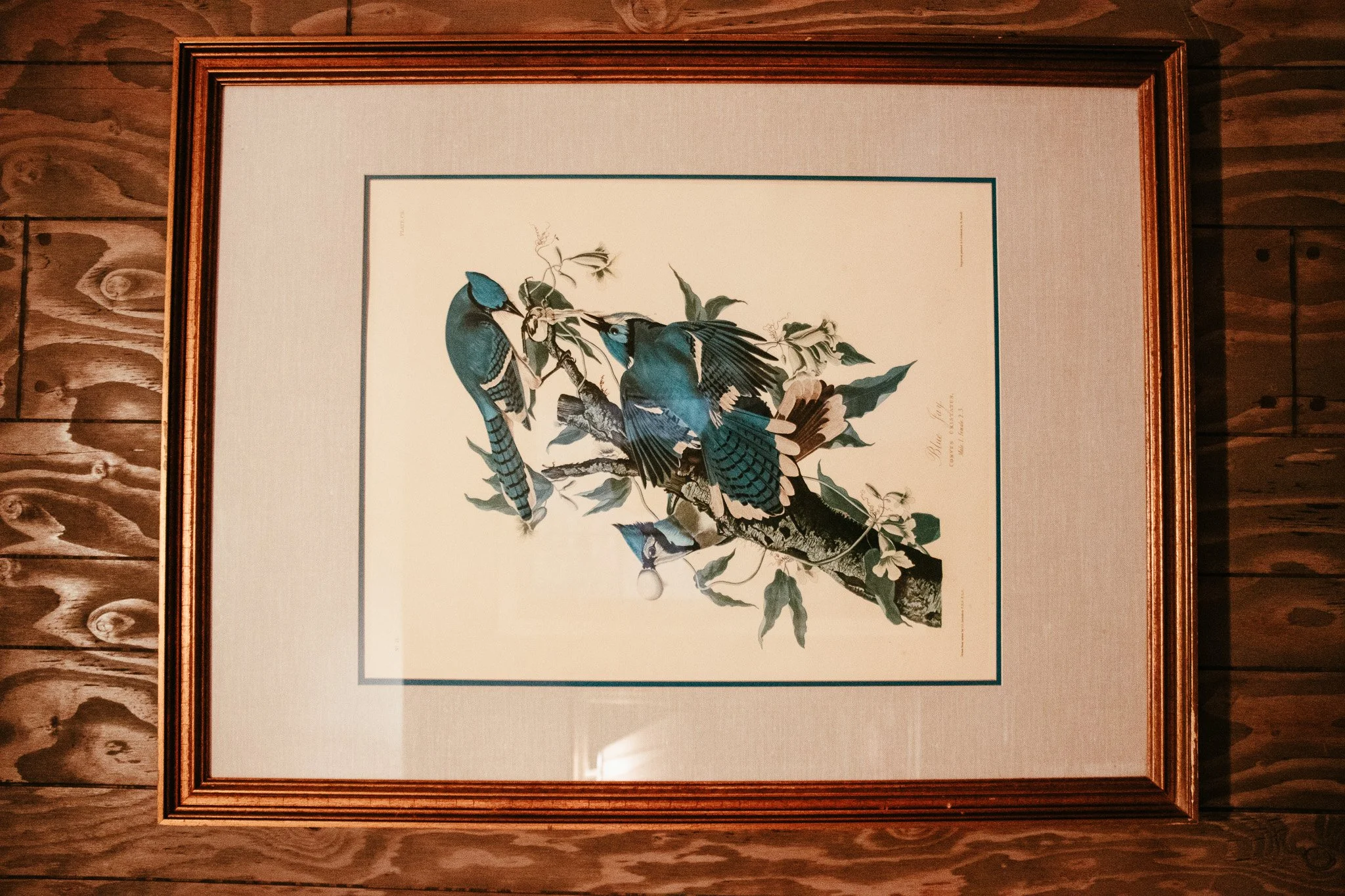 A vintage framed botanical print of three bluebirds perched on a branch with green leaves and white flowers, on a wooden wall background.