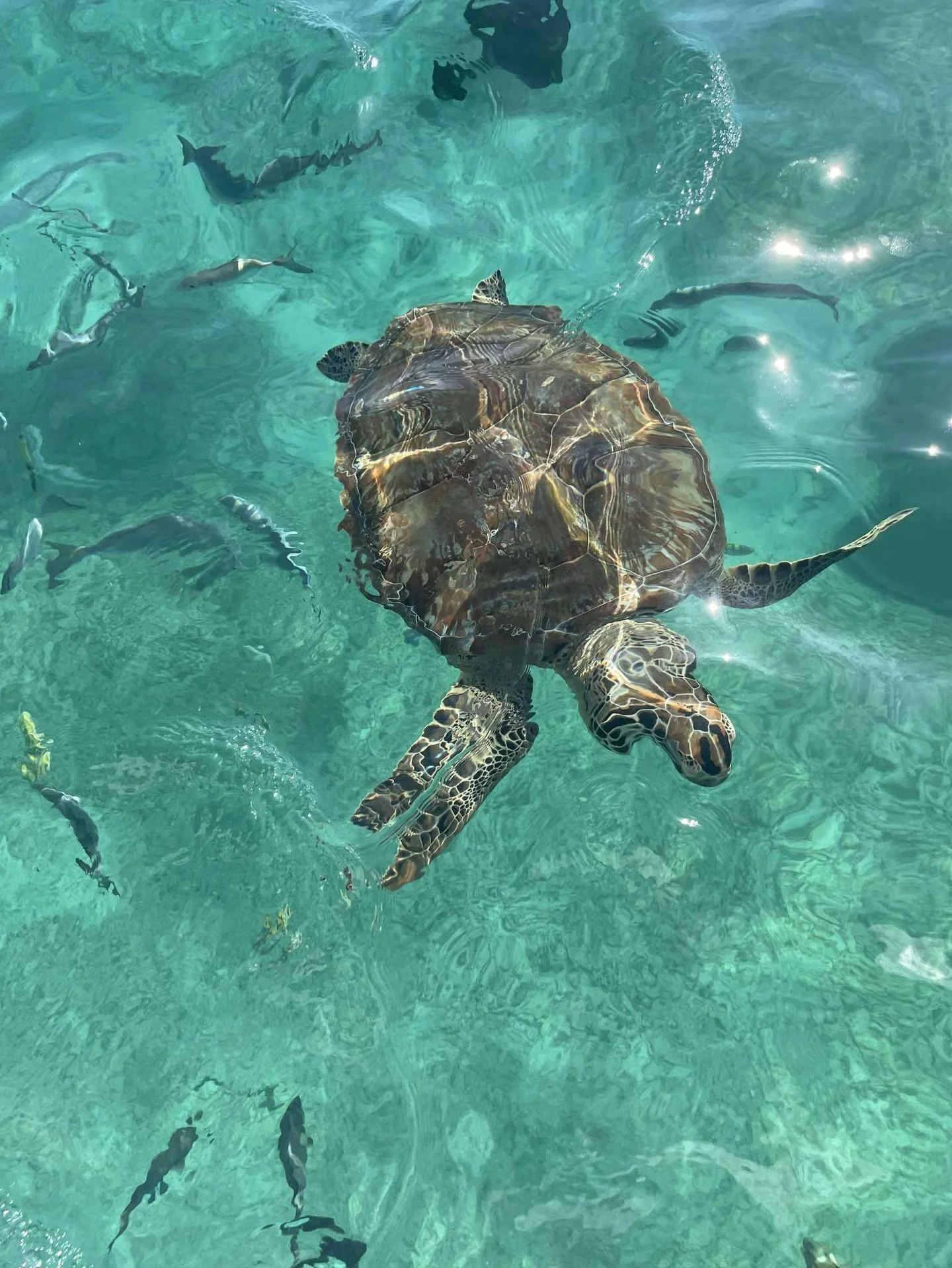 Hi mental health friends! I have been a bit MIA this season, and was feeling the overwhelm of starting a new practice, rebuilding my case load, financial fears, and like most rn navigating an every-changing and chaotic political environment in Americ