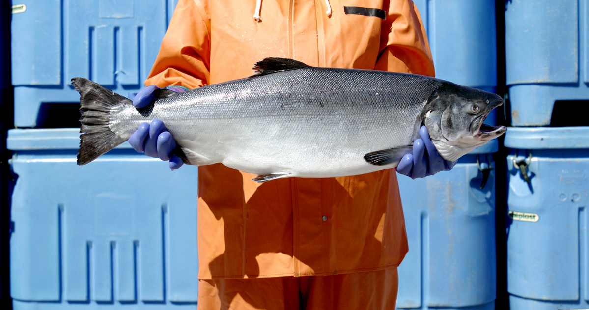 Person in orange rain gear and purple gloves holding a large salmon in front of blue storage containers.