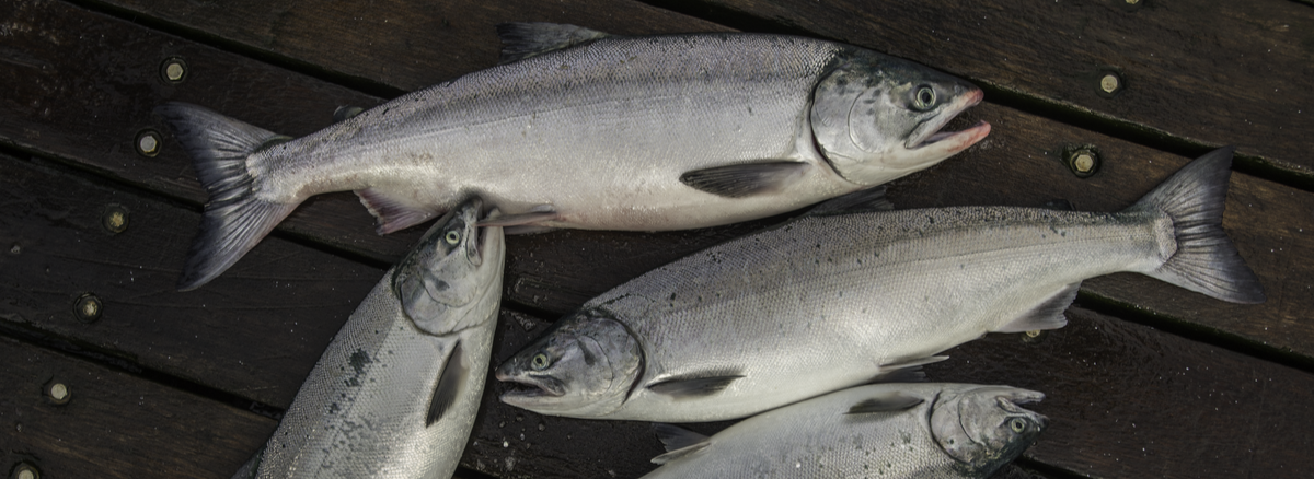 Four freshly caught salmon laid on a dark wooden surface with visible grain and screws.