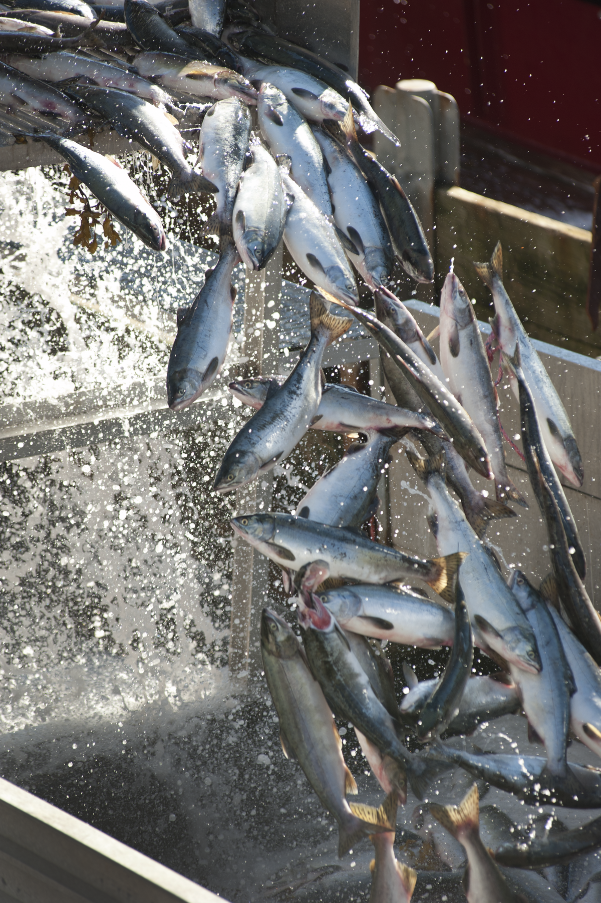 A large number of fish being dumped into water, splashing as they hit the surface.
