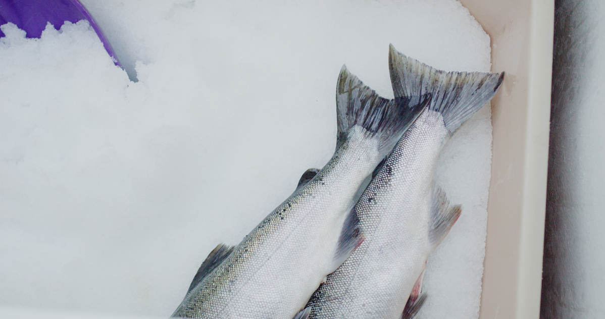 Two fresh salmon on a bed of crushed ice in a seafood market or store.