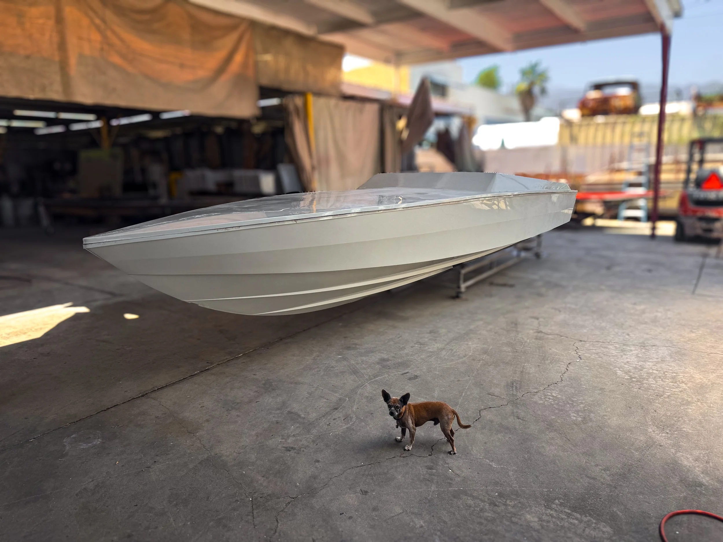 A small brown dog with tall ears standing on a concrete floor under a wooden structure. In the background, there are shelves with various items, and a red vehicle or cart is visible in the outdoor area.