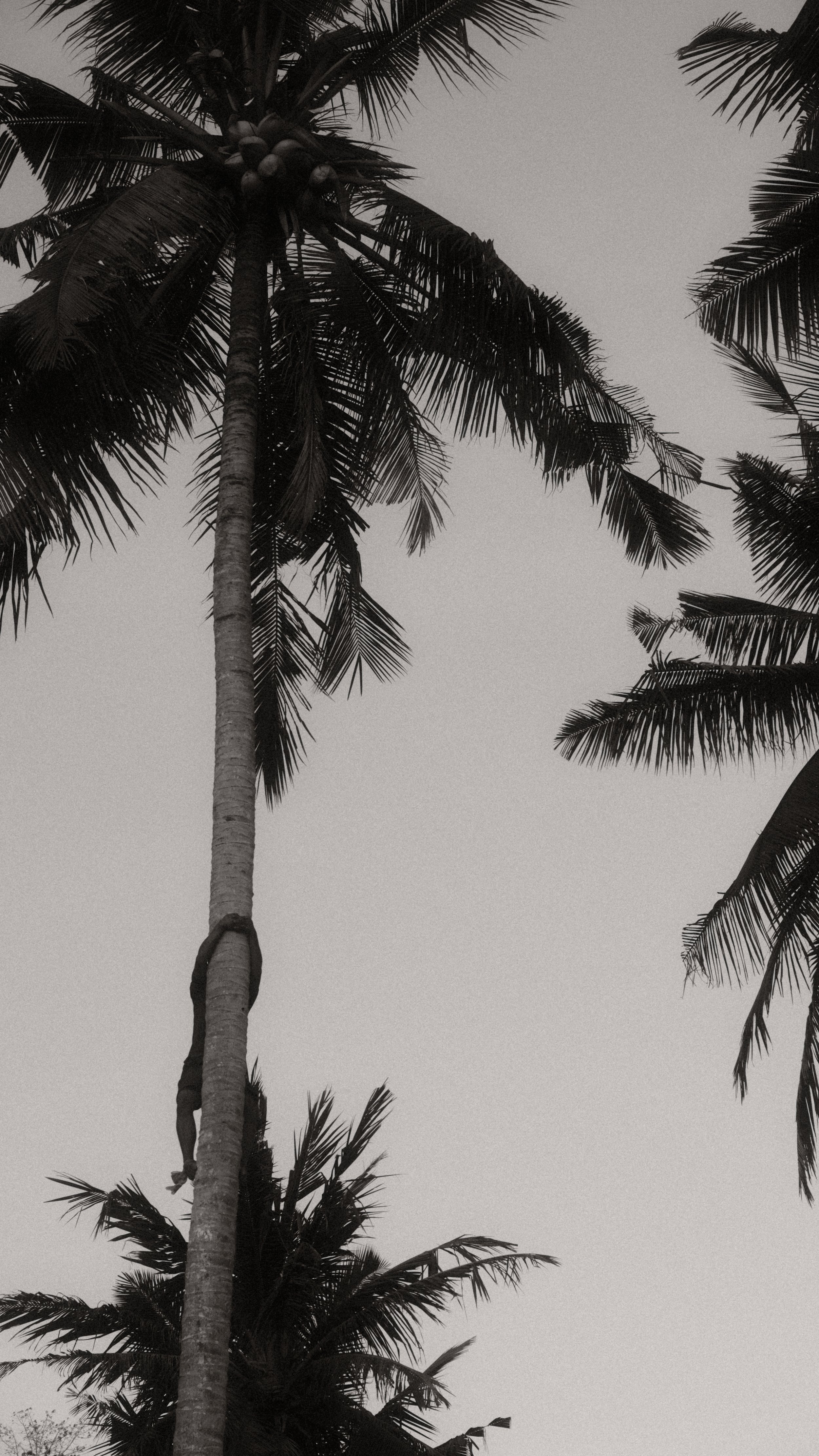 Palma de coco en un cielo despejado, vista desde abajo.