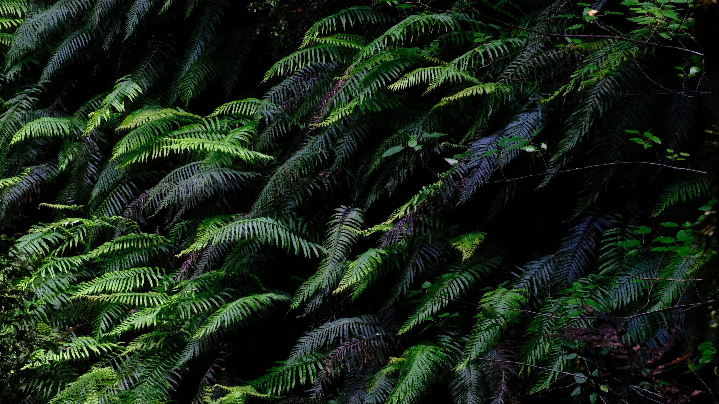 Hojas verdes de helechos en un entorno natural