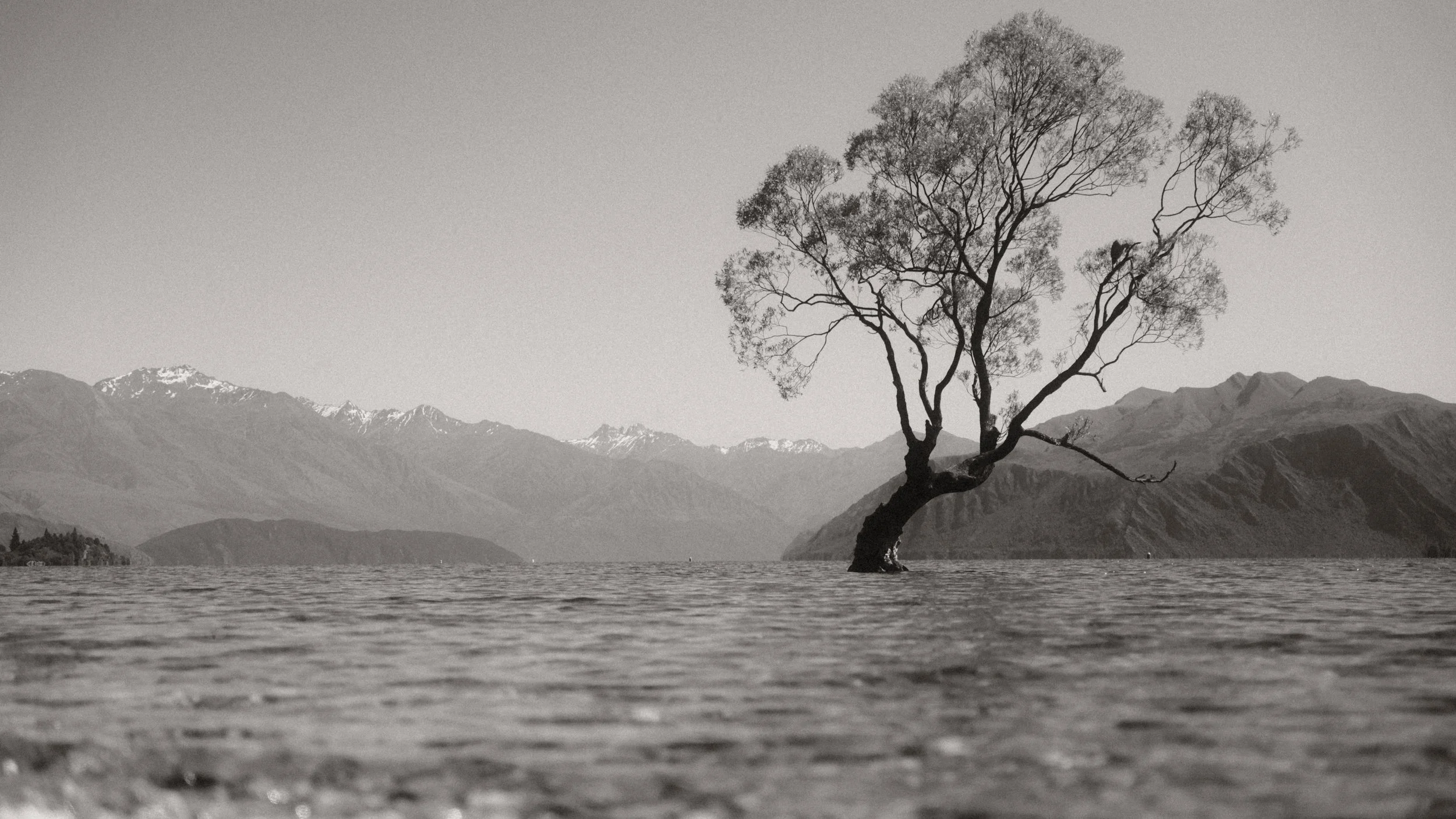 árbol de ramas delgadas en medio de un lago, con montañas de fondo y nieve en las cumbres, en un paisaje en blanco y negro