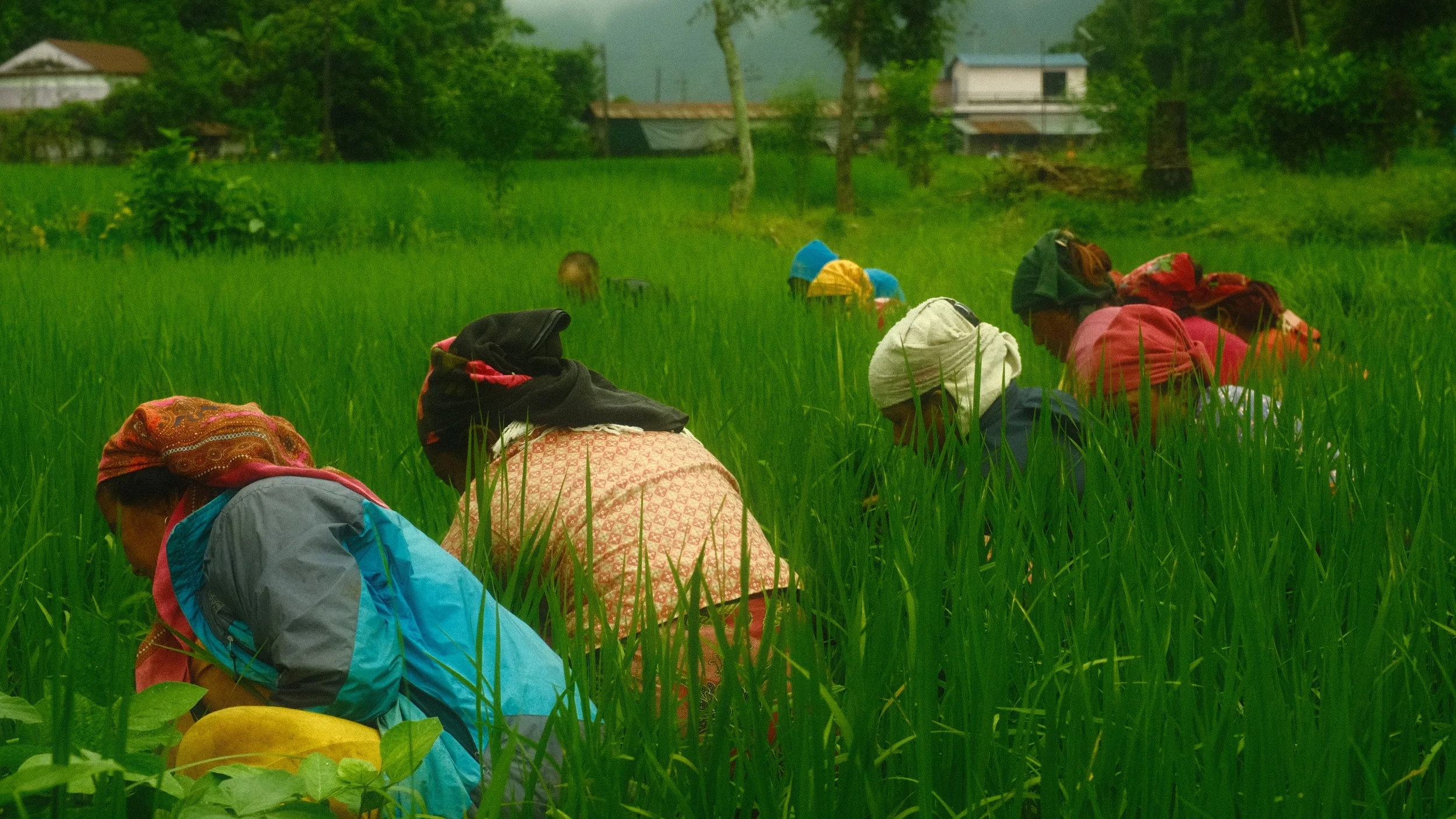Mujeres recolectando arroz en un campo verde con casas y árboles al fondo