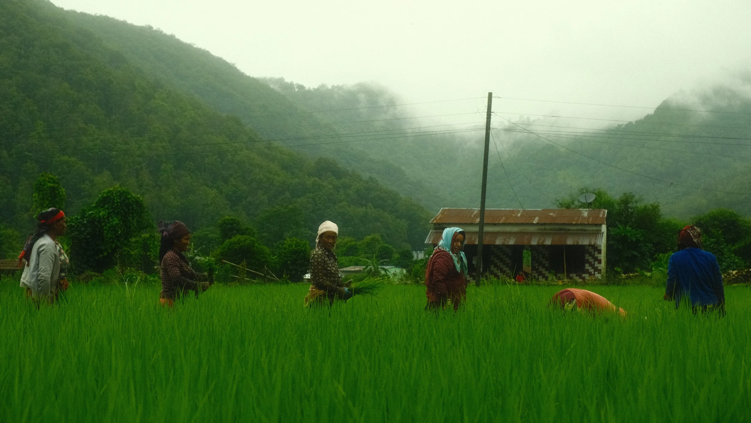 Grupo de personas trabajando en un campo de arroz con montañas y un pequeño refugio de metal en el fondo, en un día lluvioso.
