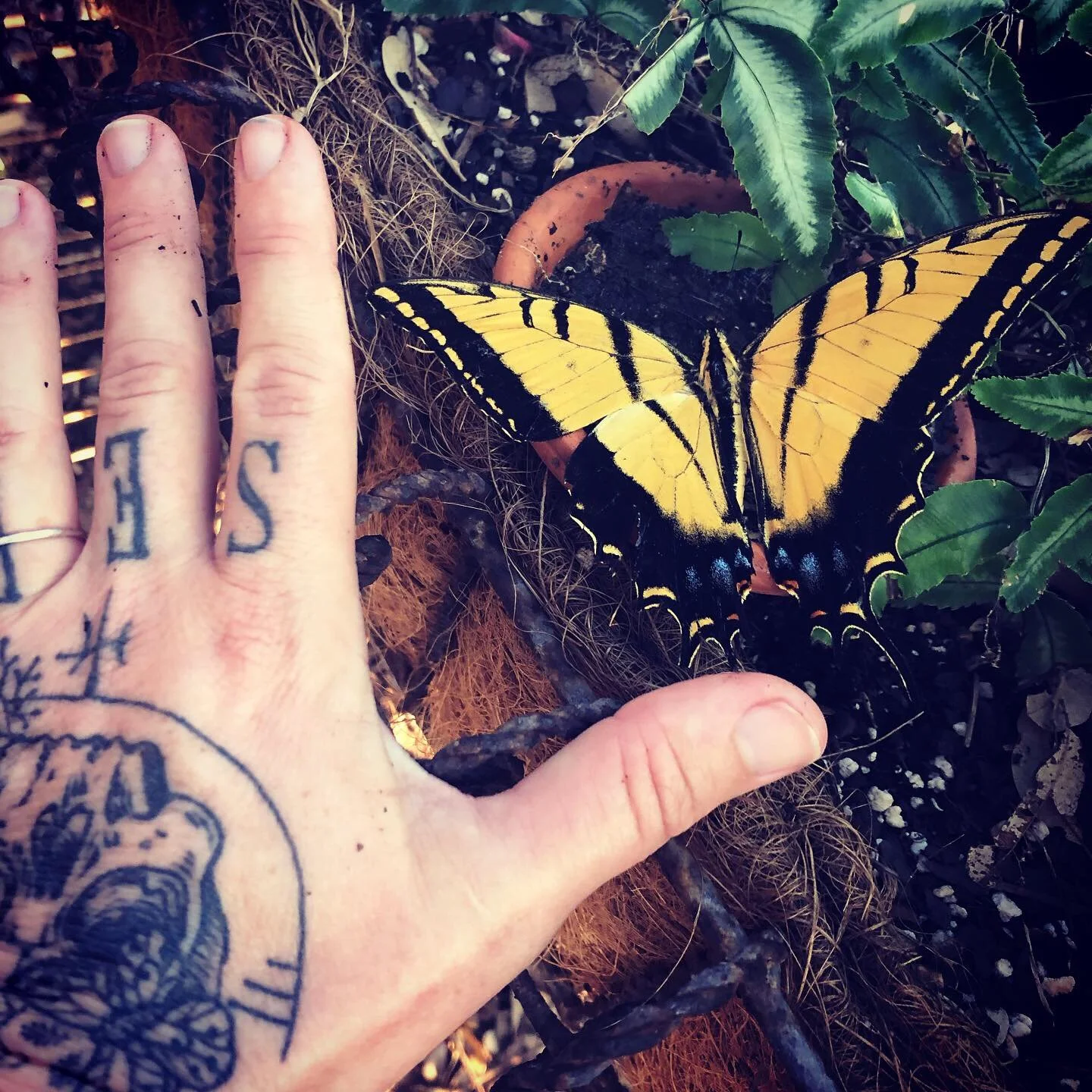 A tattooed hand with rings and a tattoo of a compass points to a large yellow and black butterfly resting on dark soil surrounded by green plants.