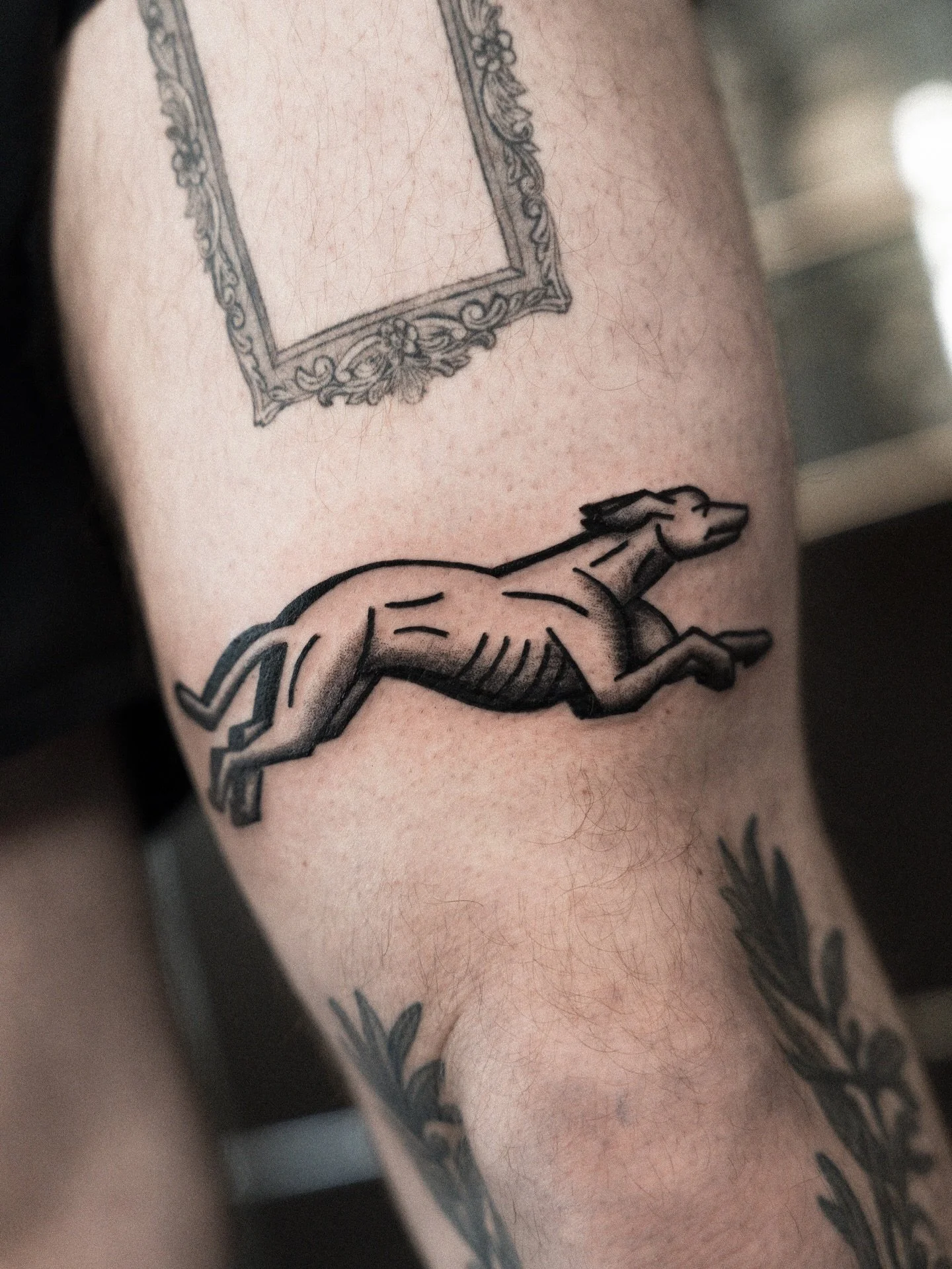 Windhunde f&uuml;r +HS -> @tim.hug 

Danke 🔥!

#greyhoundtattoo #tattoo #stgallentattoo #traditionaltattoo #stgallen