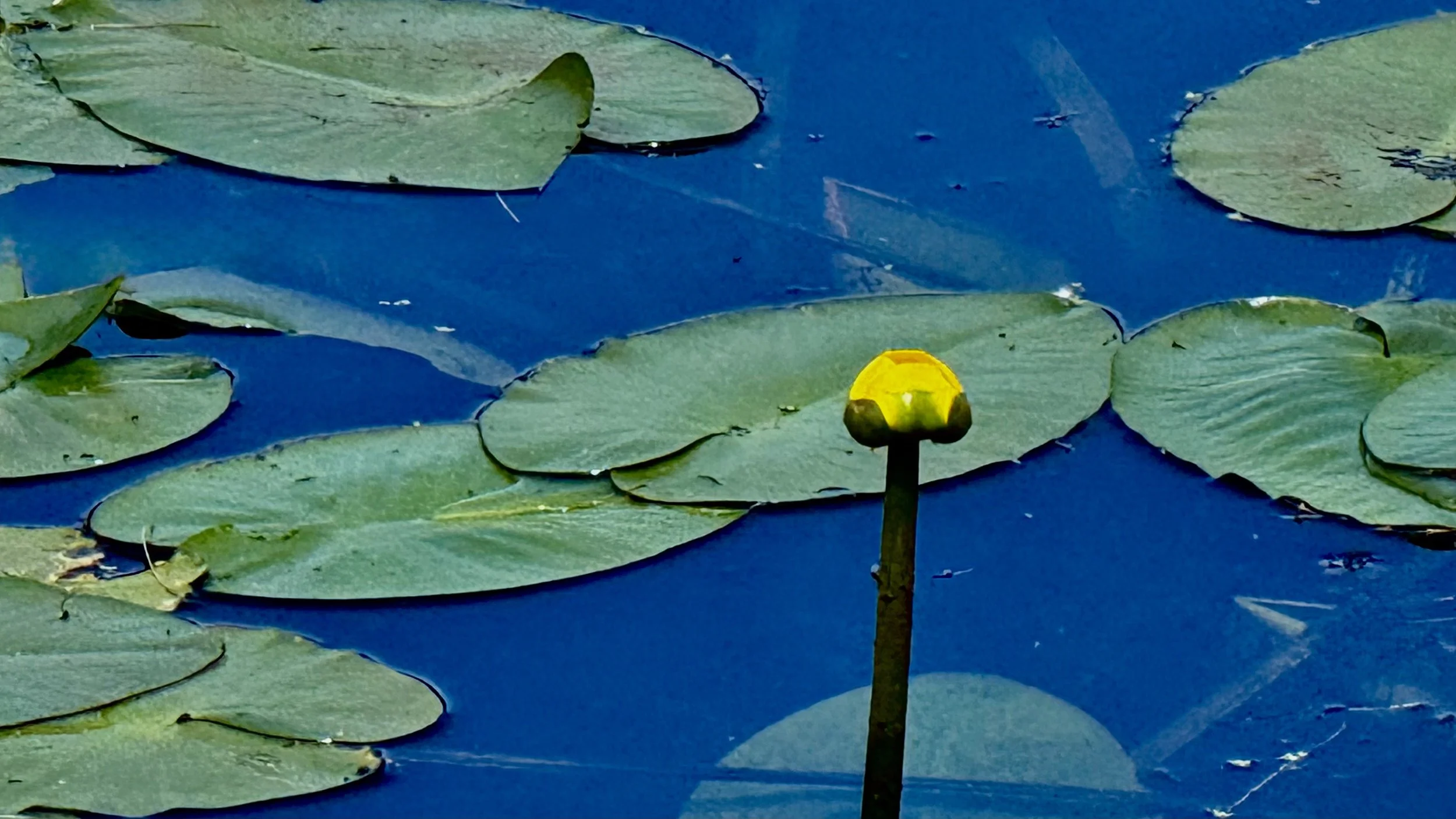 Yellow Lily,Winchester 
