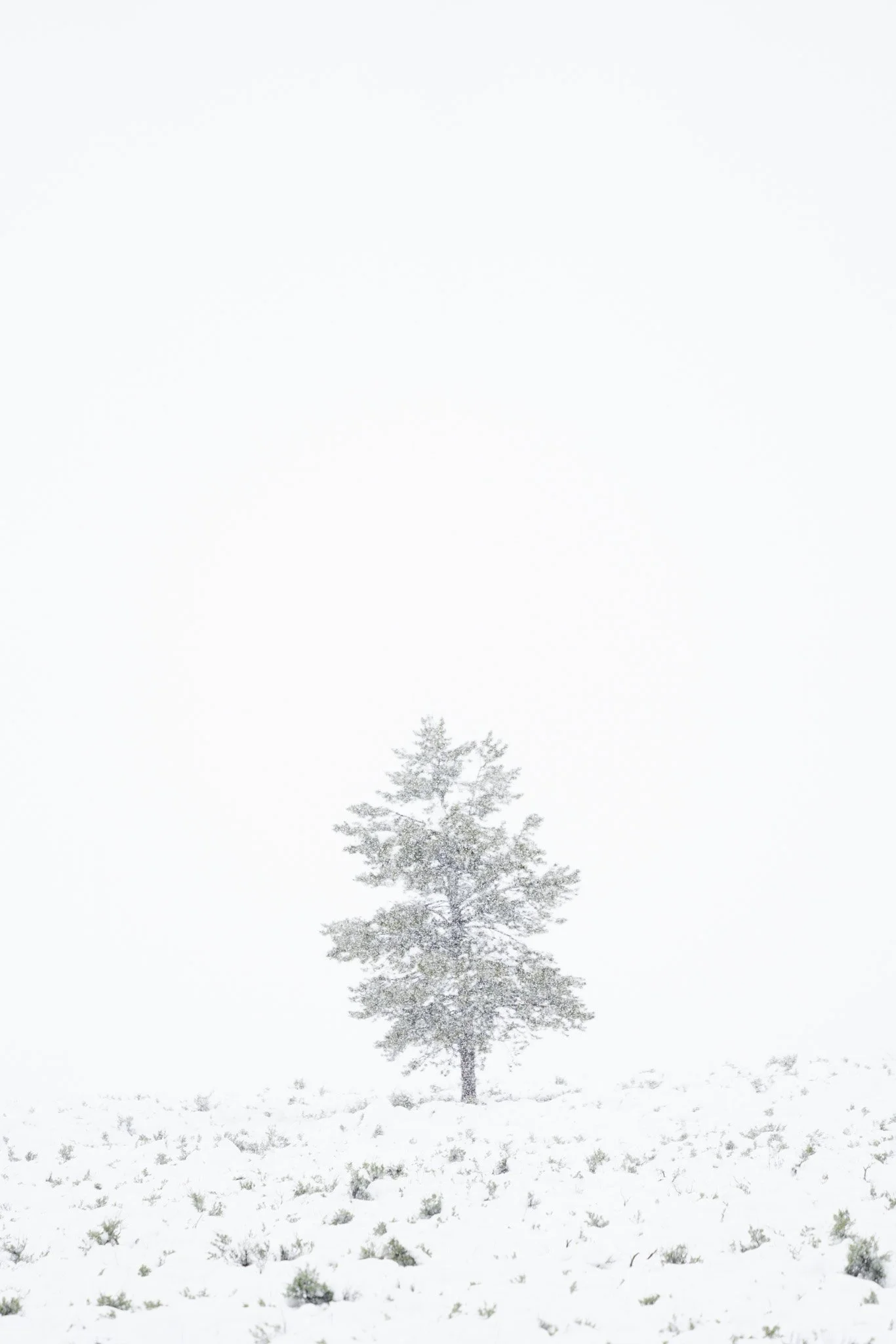 Trees and leaves-15.jpg