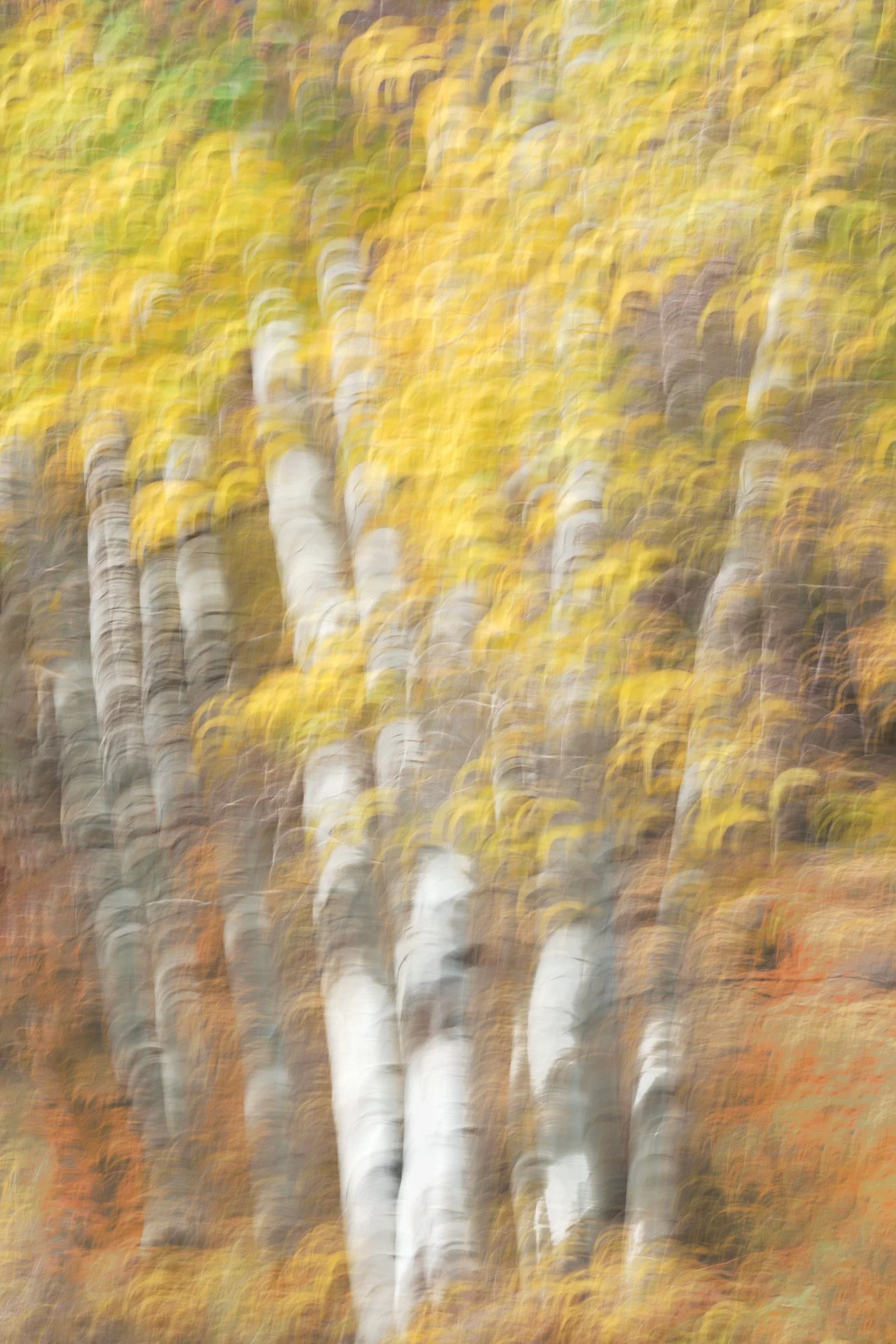 Trees and leaves-7.jpg