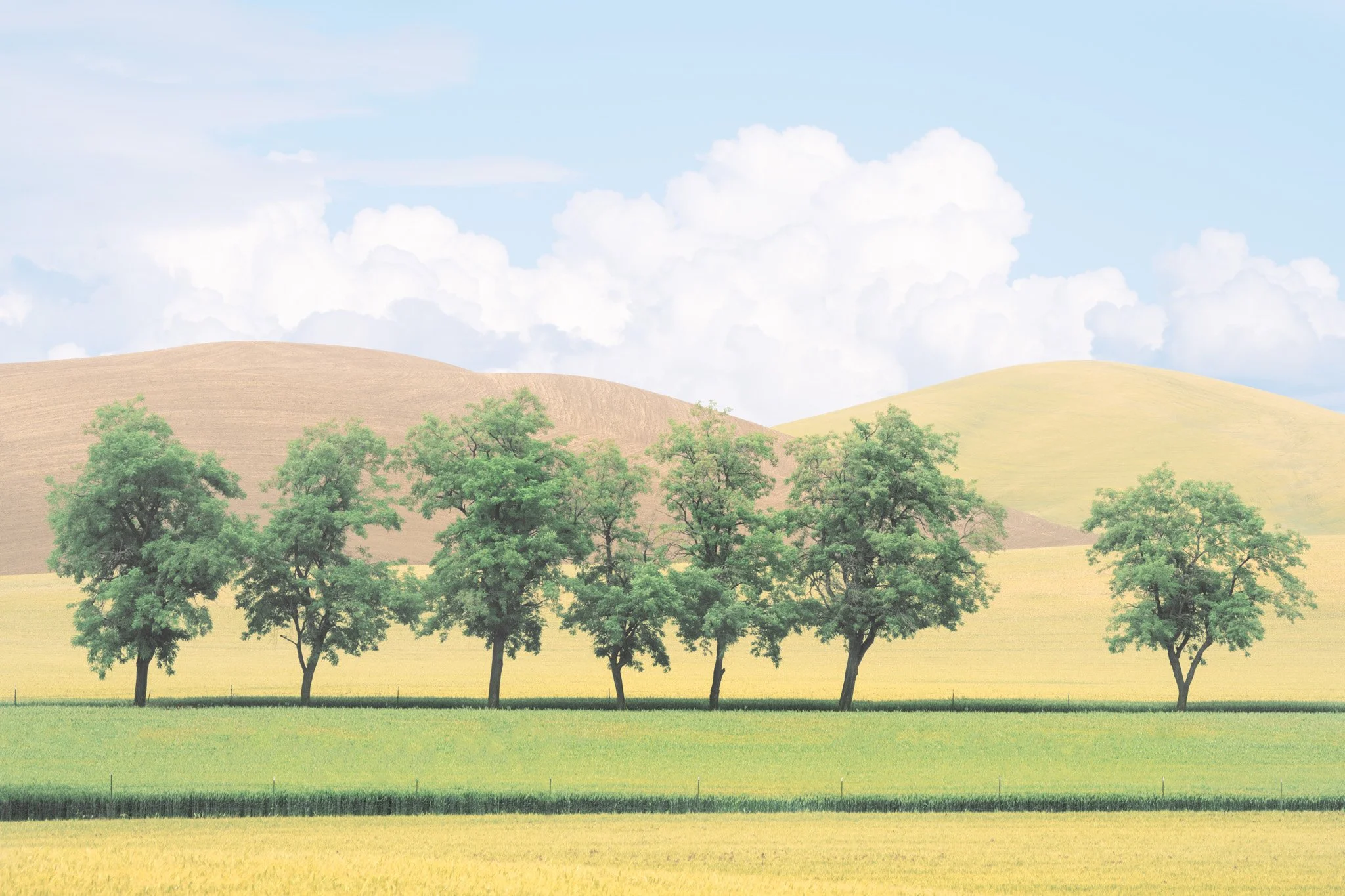 Trees and leaves-3.jpg