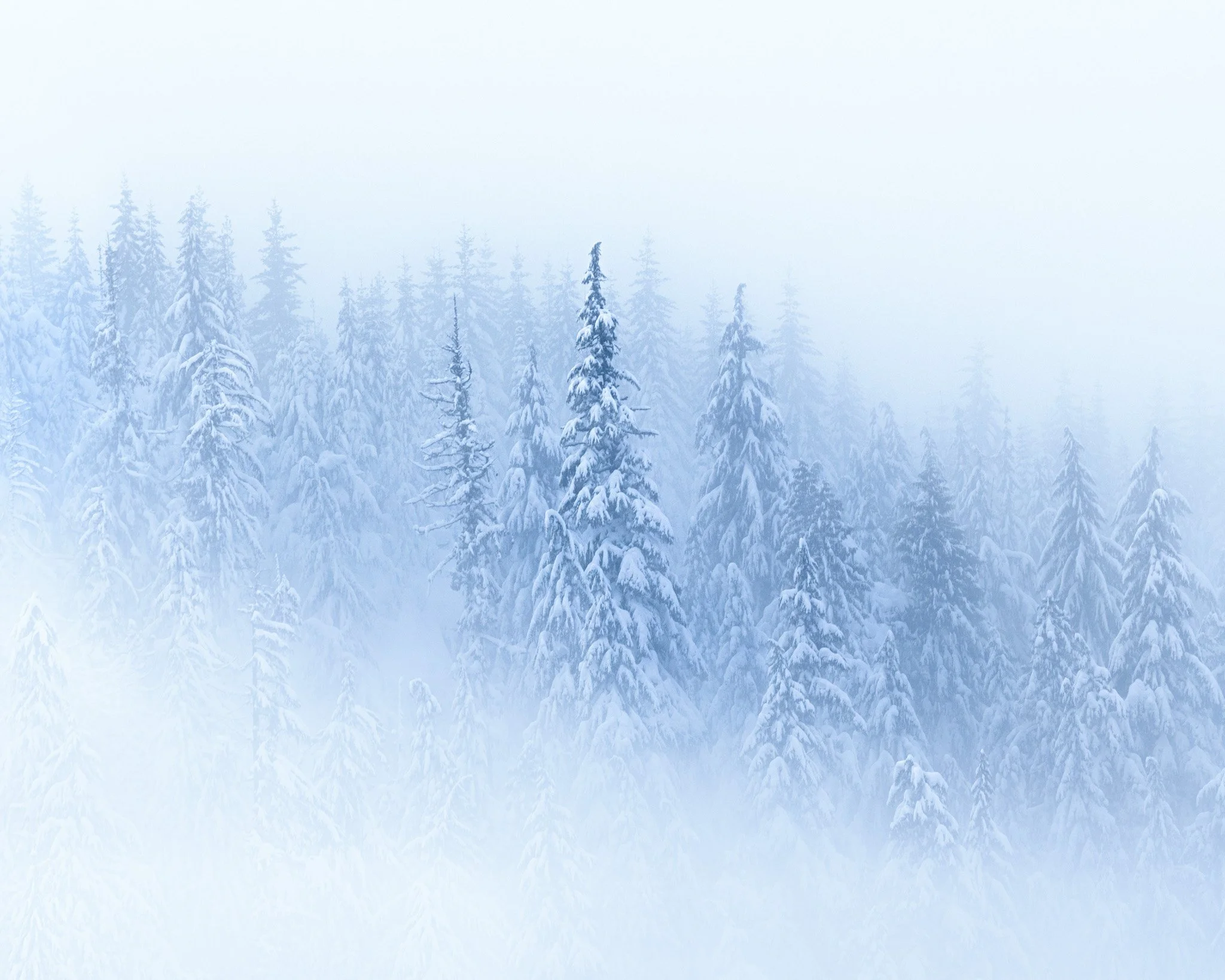 Trees and leaves-8.jpg