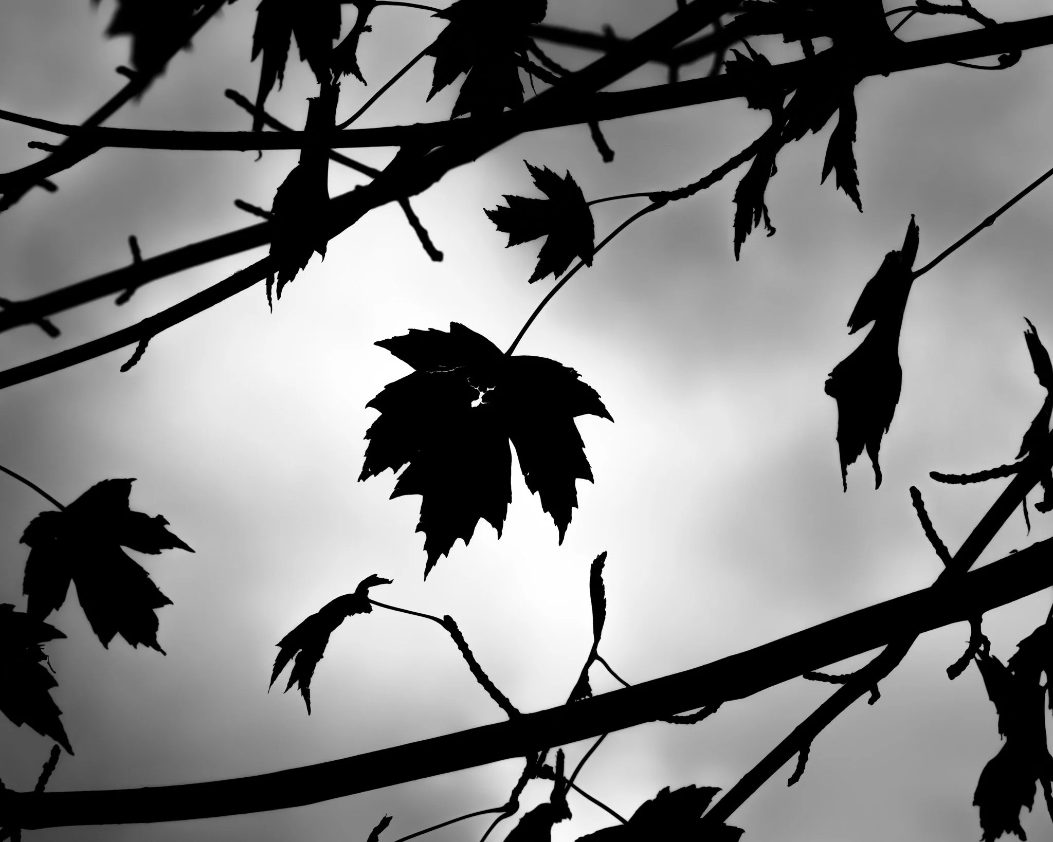 Trees and leaves-30.jpg