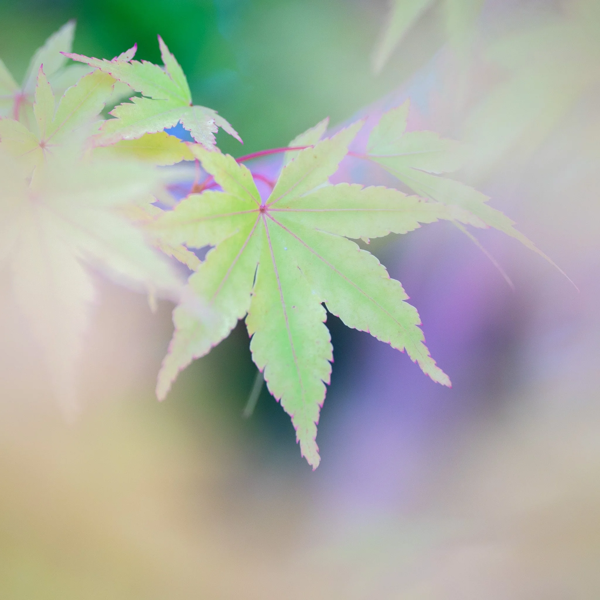 Trees and leaves-34.jpg