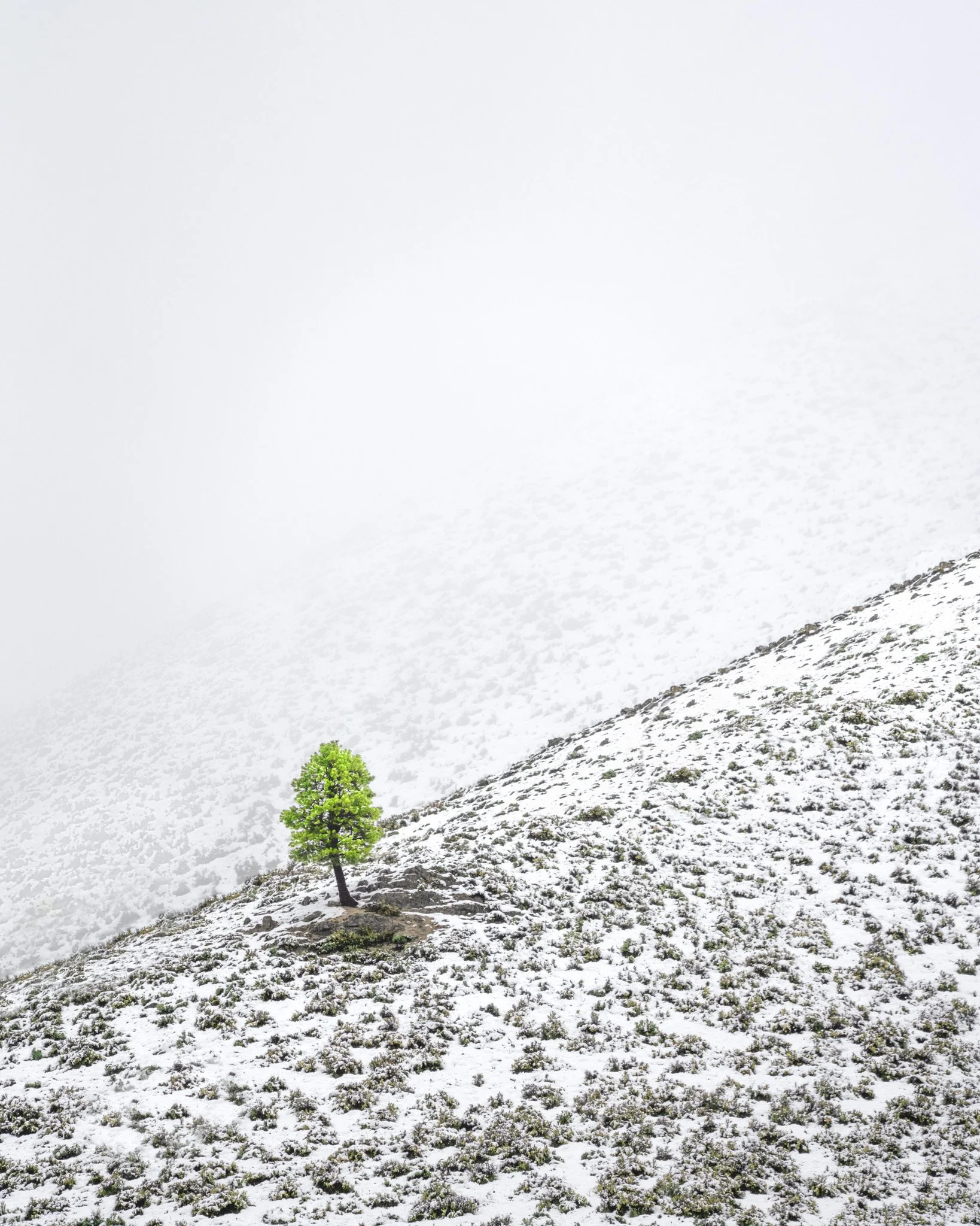 Trees and leaves-16.jpg