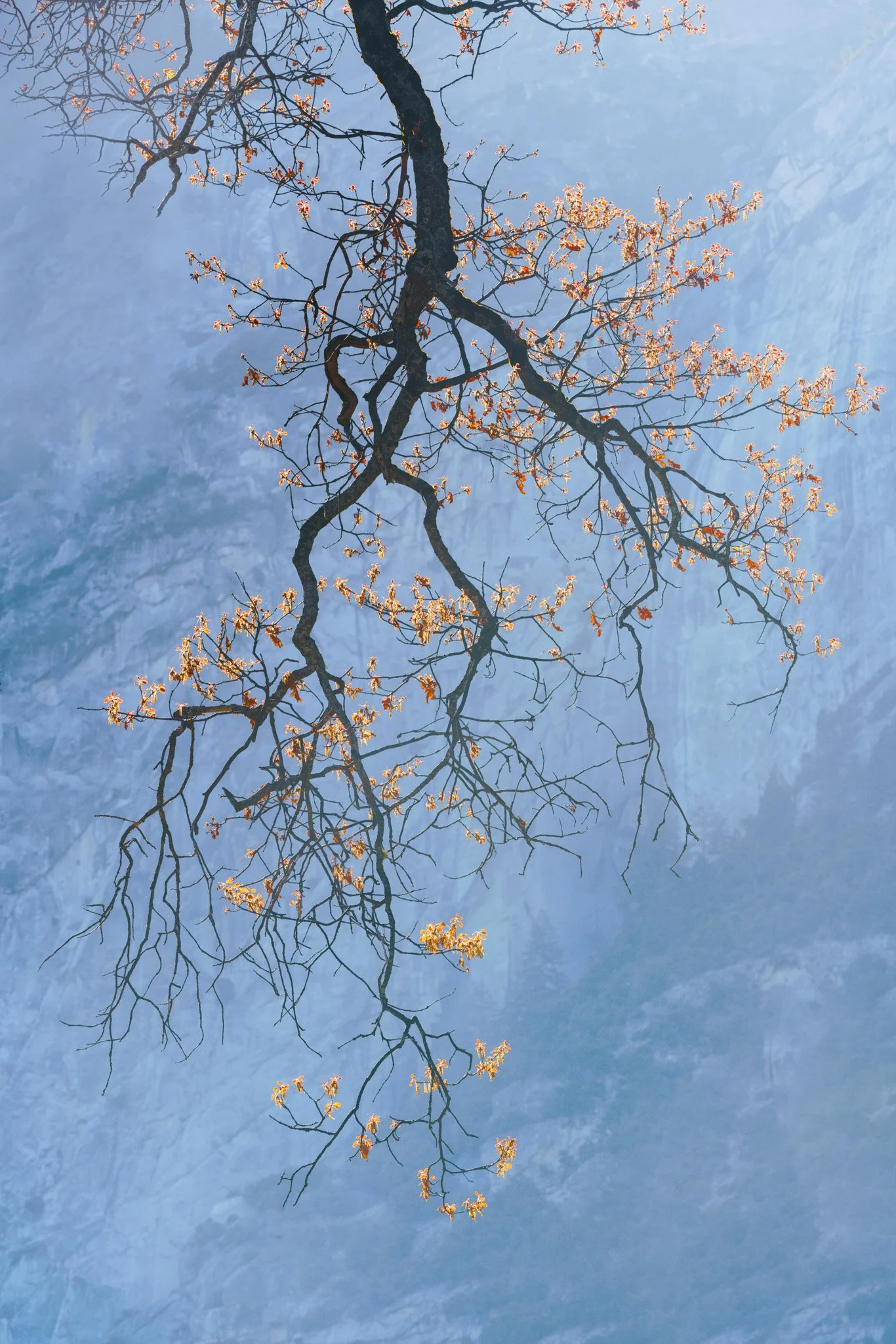 Trees and leaves-9.jpg