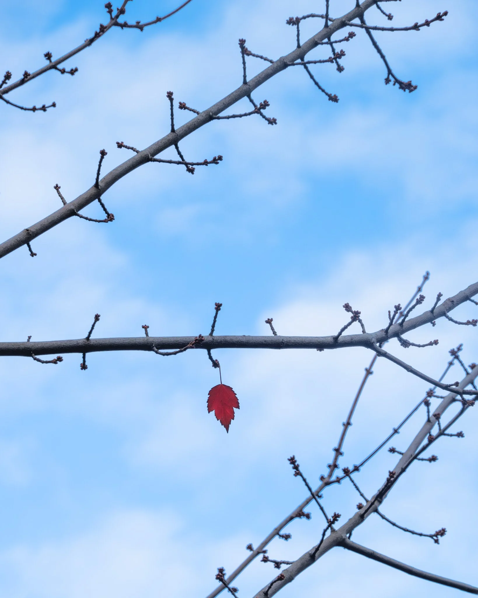 Trees and leaves-32.jpg