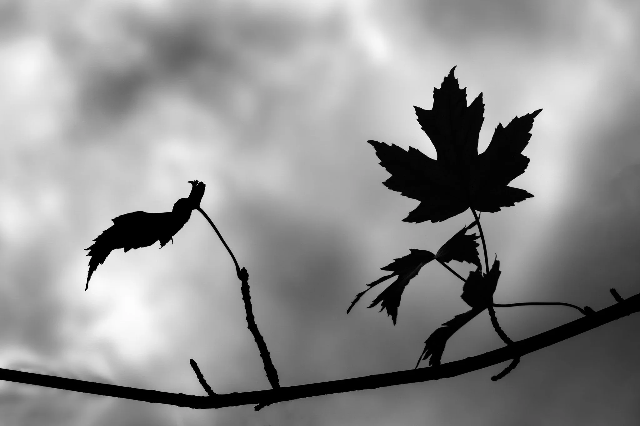 Trees and leaves-31.jpg