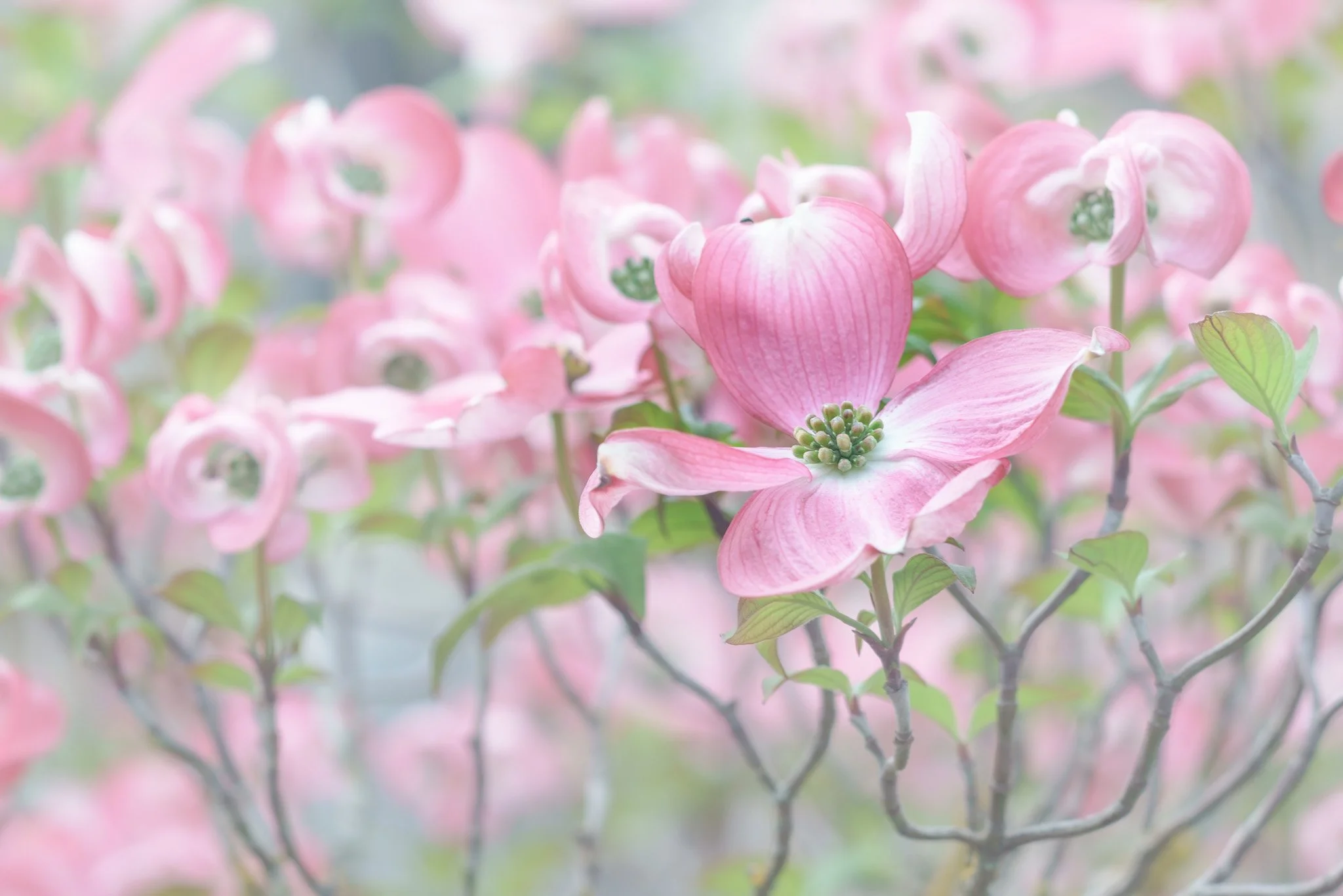 Trees and leaves-5.jpg