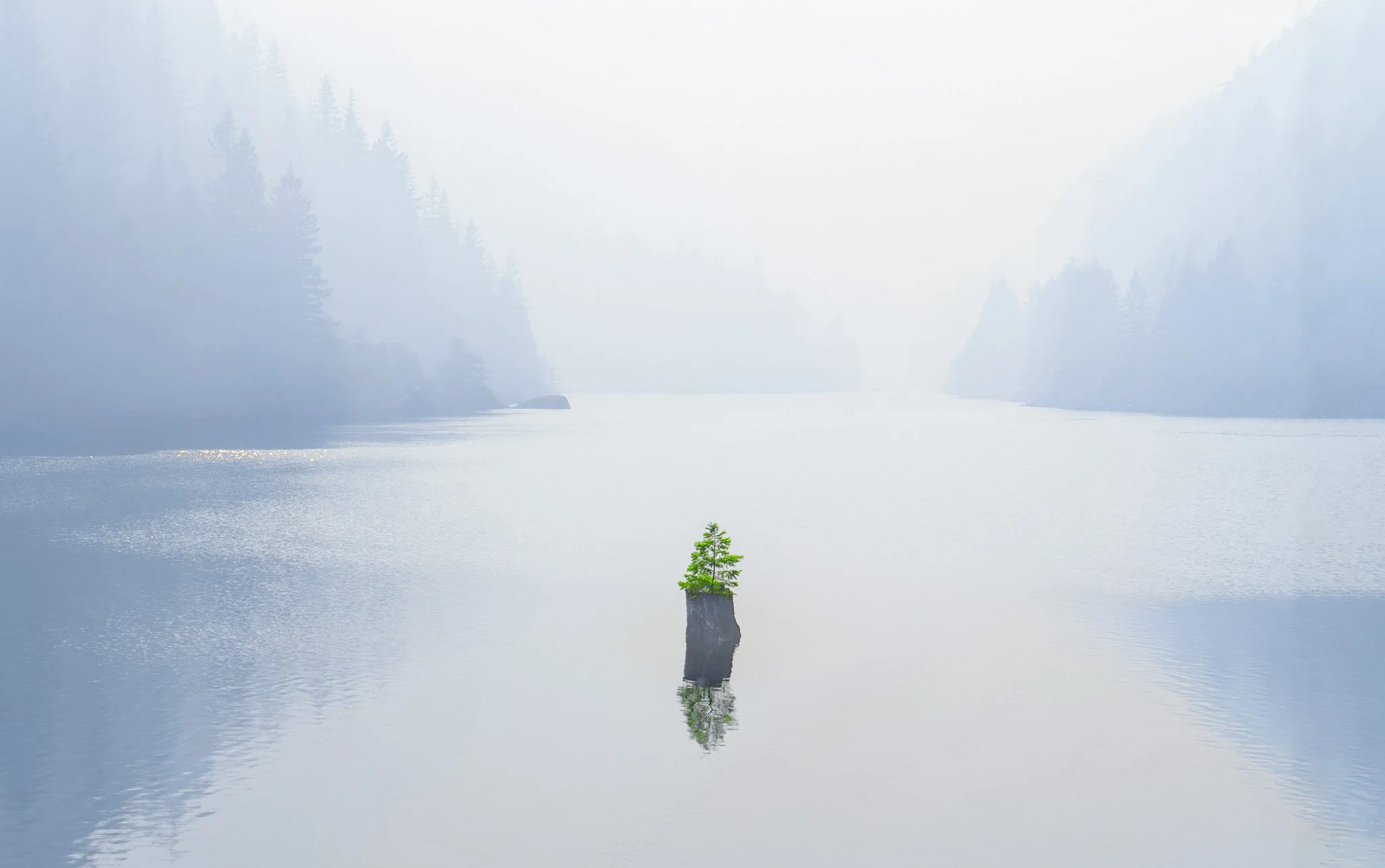 Trees and leaves-17.jpg