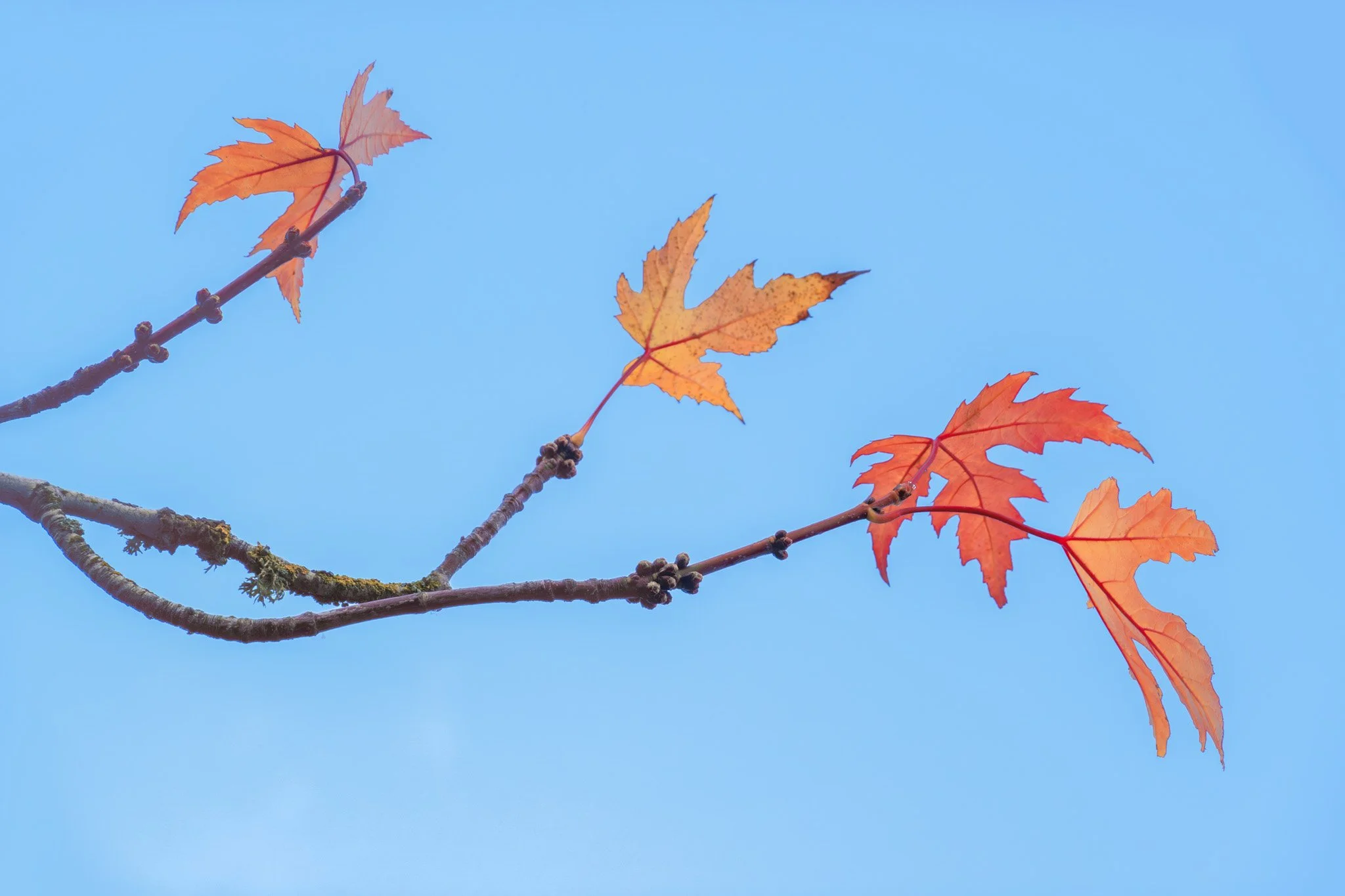 Trees and leaves-33.jpg