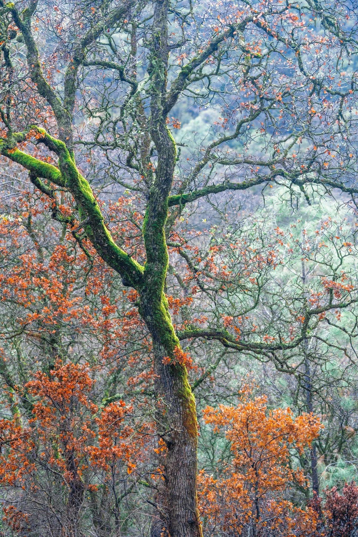 Trees and leaves-13.jpg