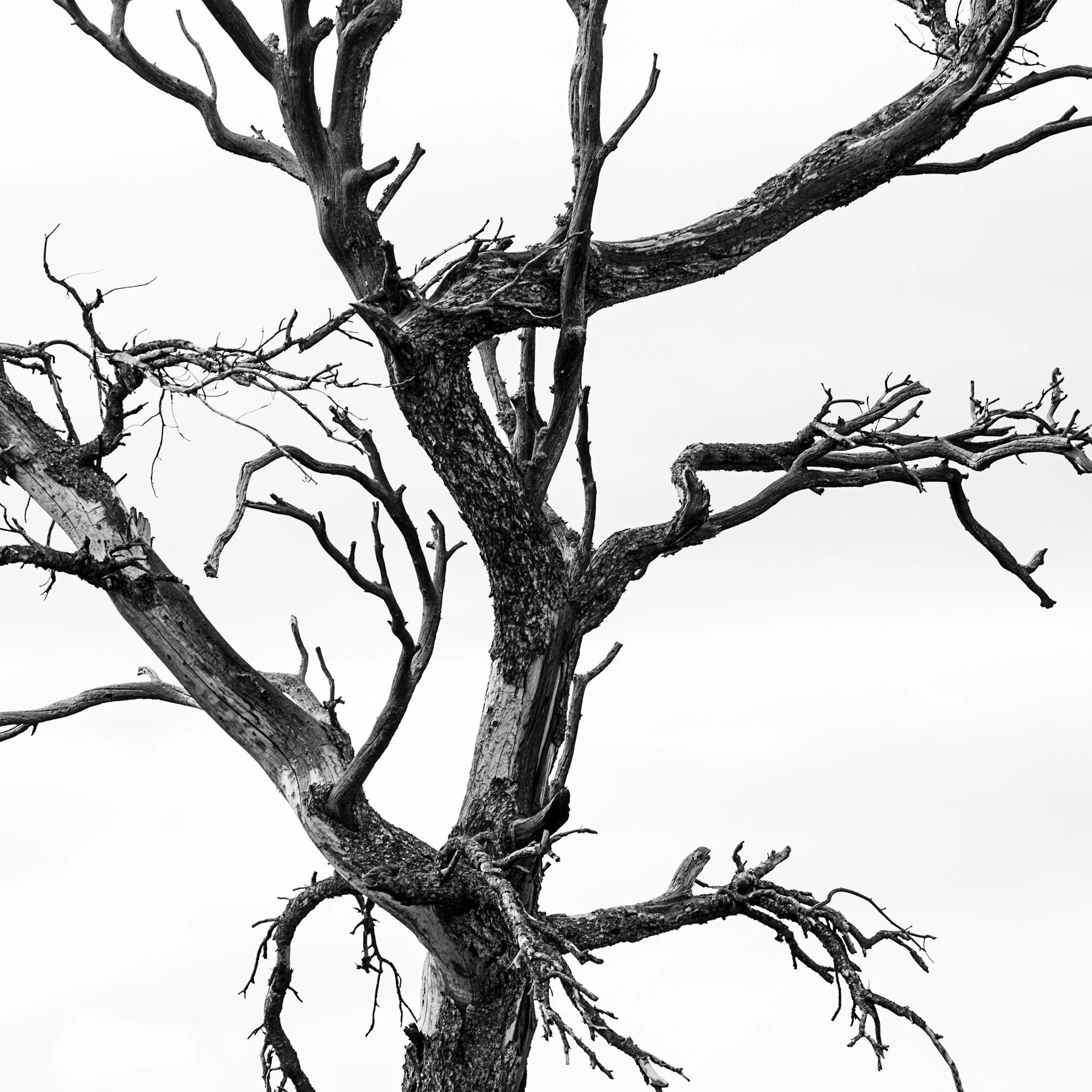 Trees and leaves-20.jpg