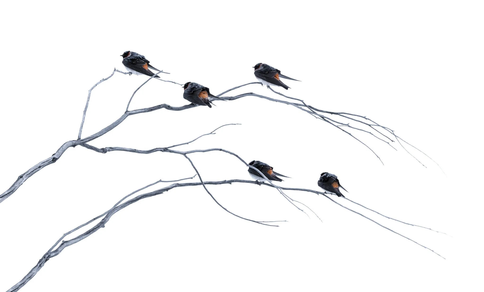 Trees and leaves-22.jpg