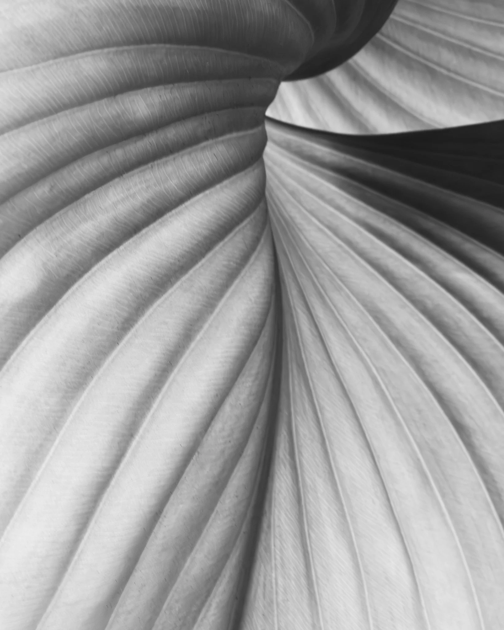 Trees and leaves-29.jpg