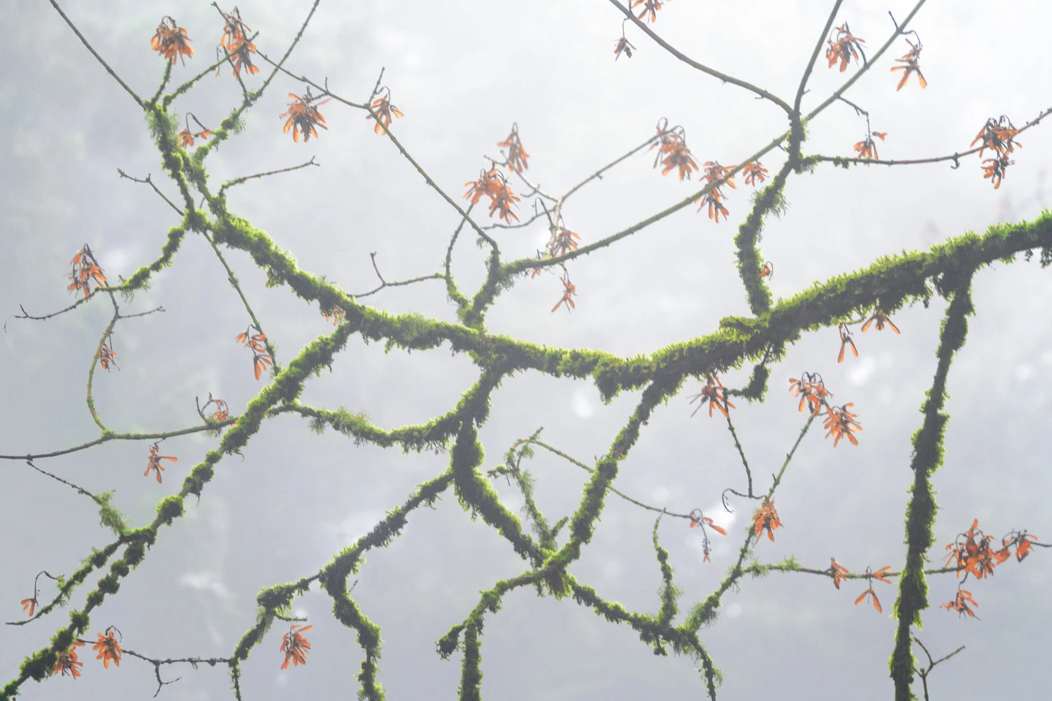 Trees and leaves-36.jpg