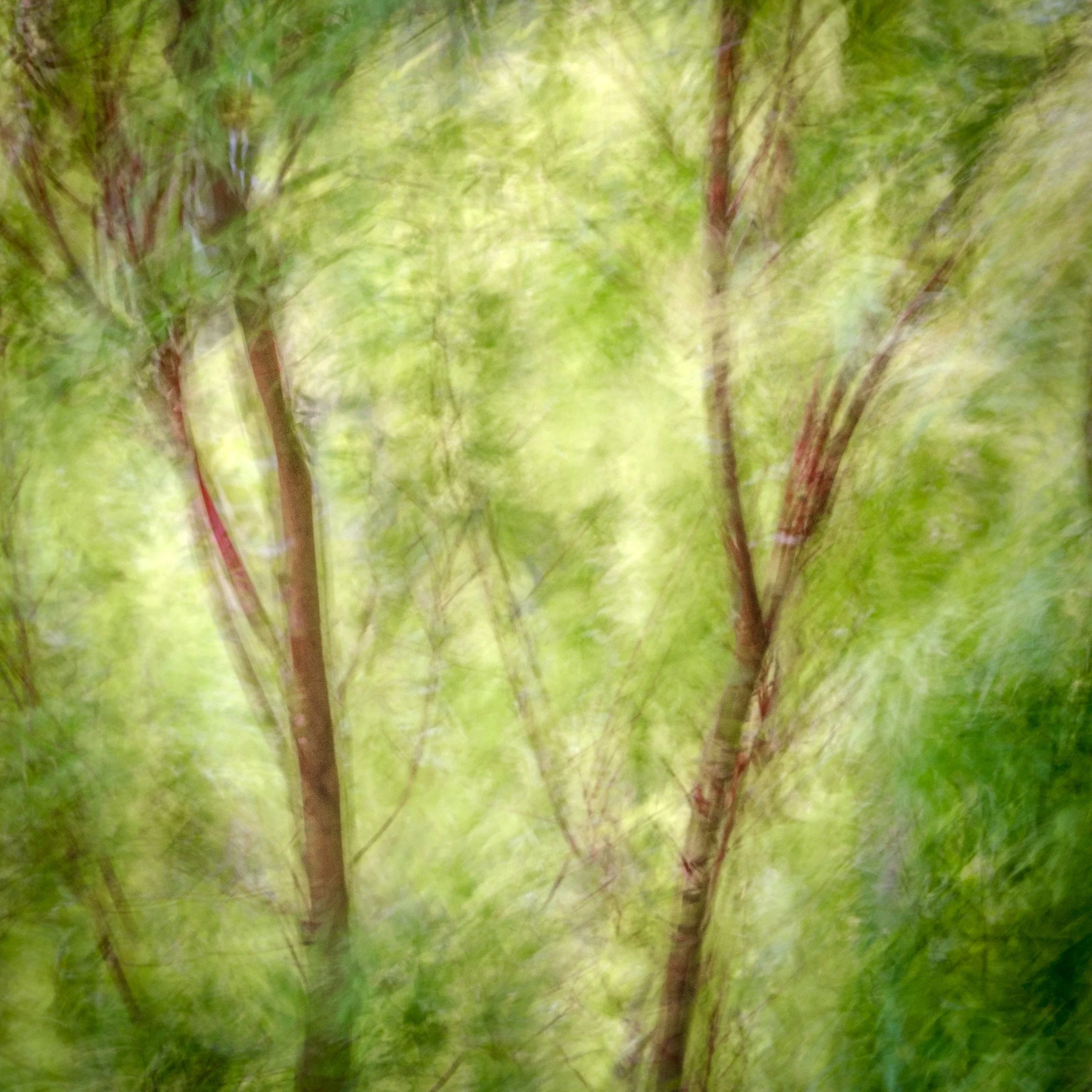 Trees and leaves-6.jpg