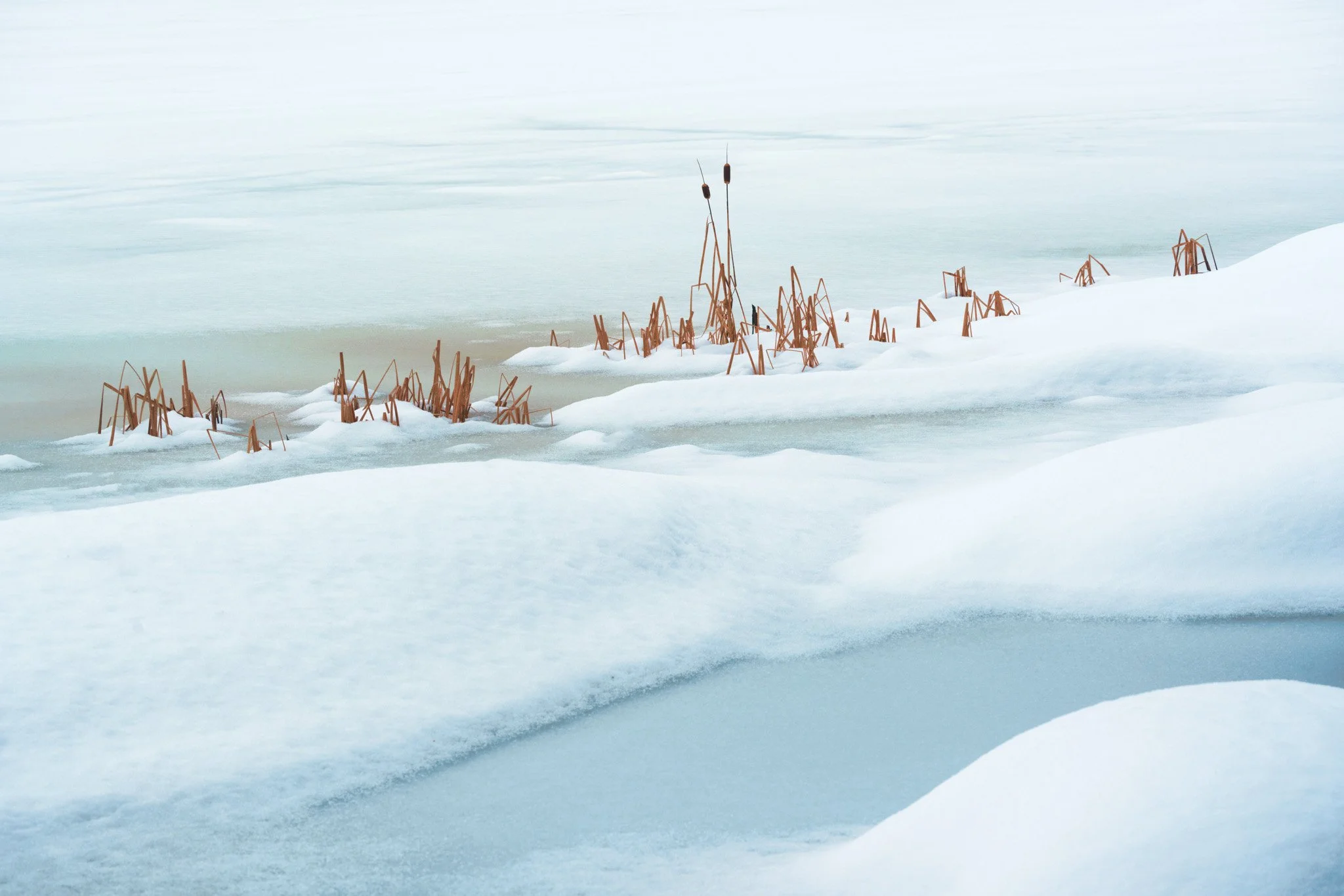 Trees and leaves-18.jpg