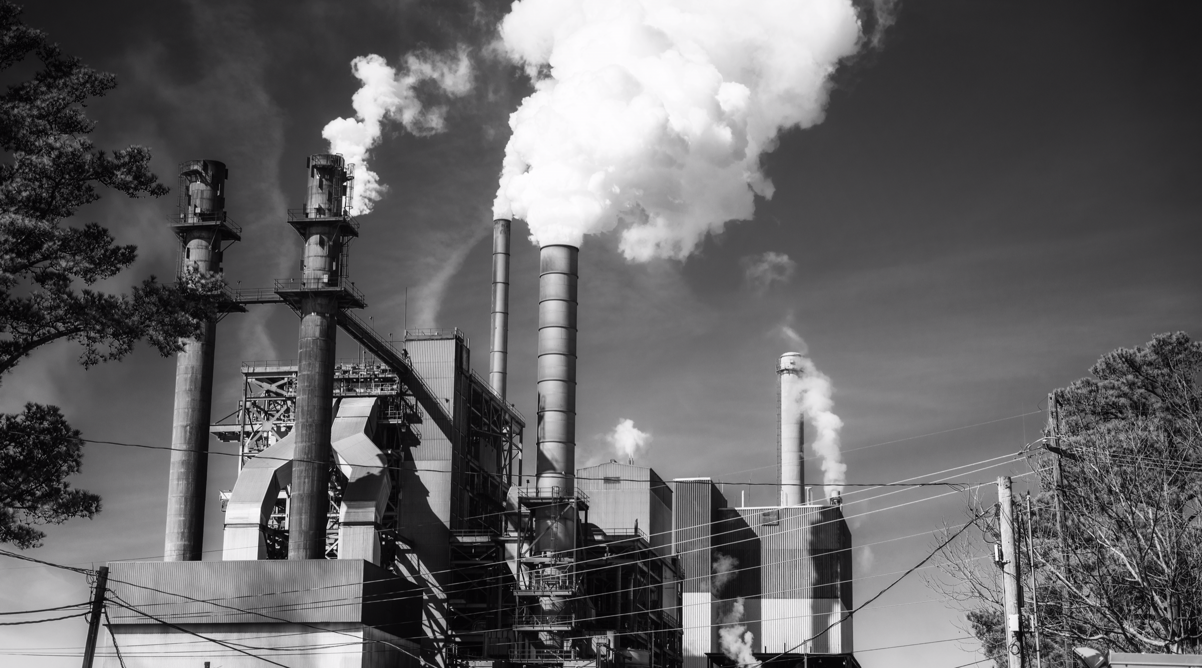 h o d g e in b l o o m