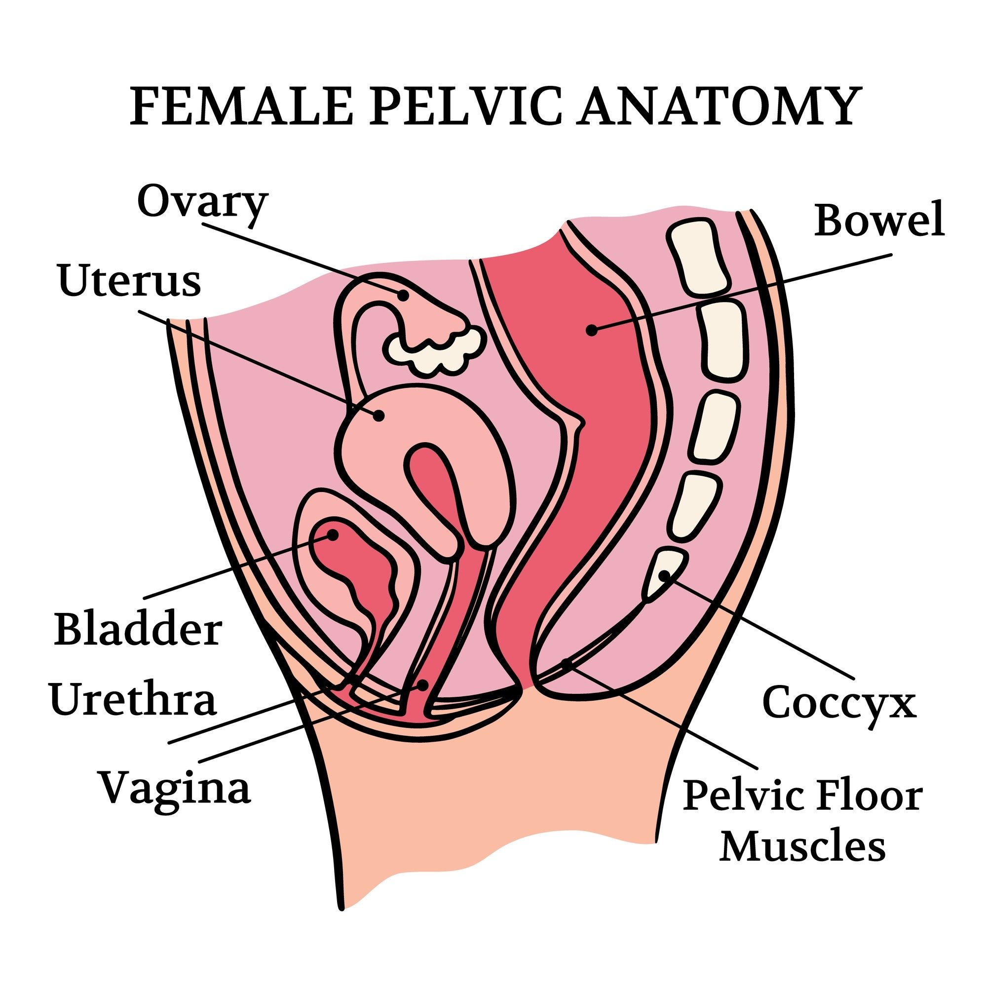 Female Pelvic Physical therapy anatomy