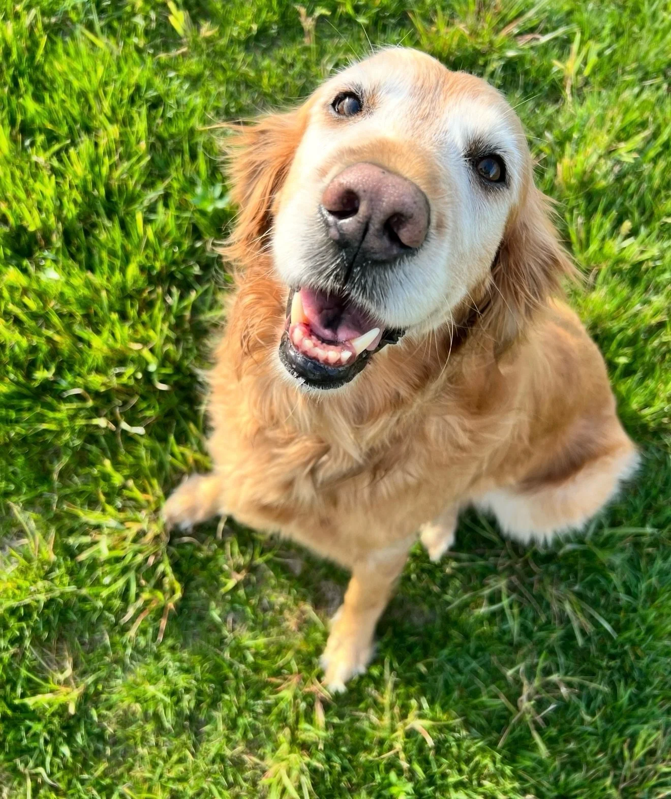 It seems 2026 is just gonna keep kicking us in the teeth. So freaking heart broken&hellip;again. But just like I told the kids earlier, heaven&rsquo;s gonna be so much sweeter when we get there. 

13.5 years of being the best freaking dog a family co