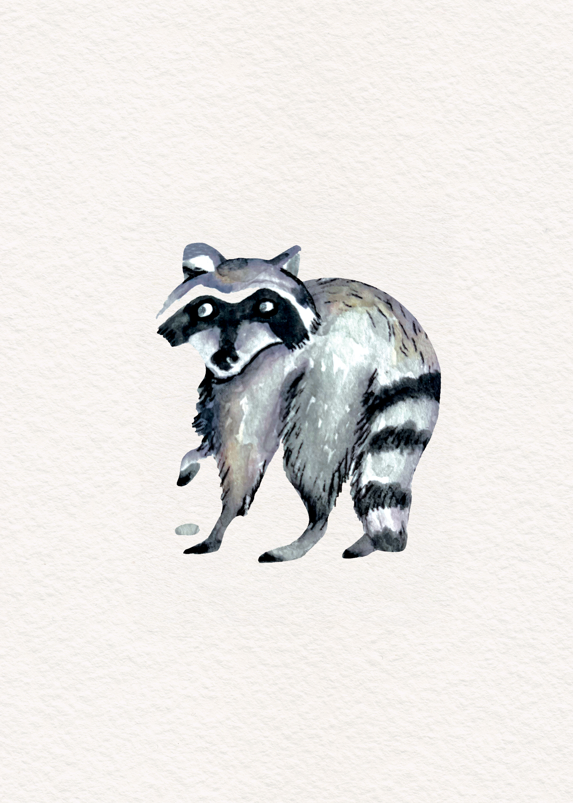 Raccoon