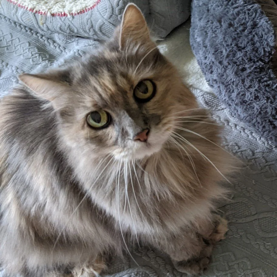 Inset image of a cat who is now a spirit that helped design a necklace