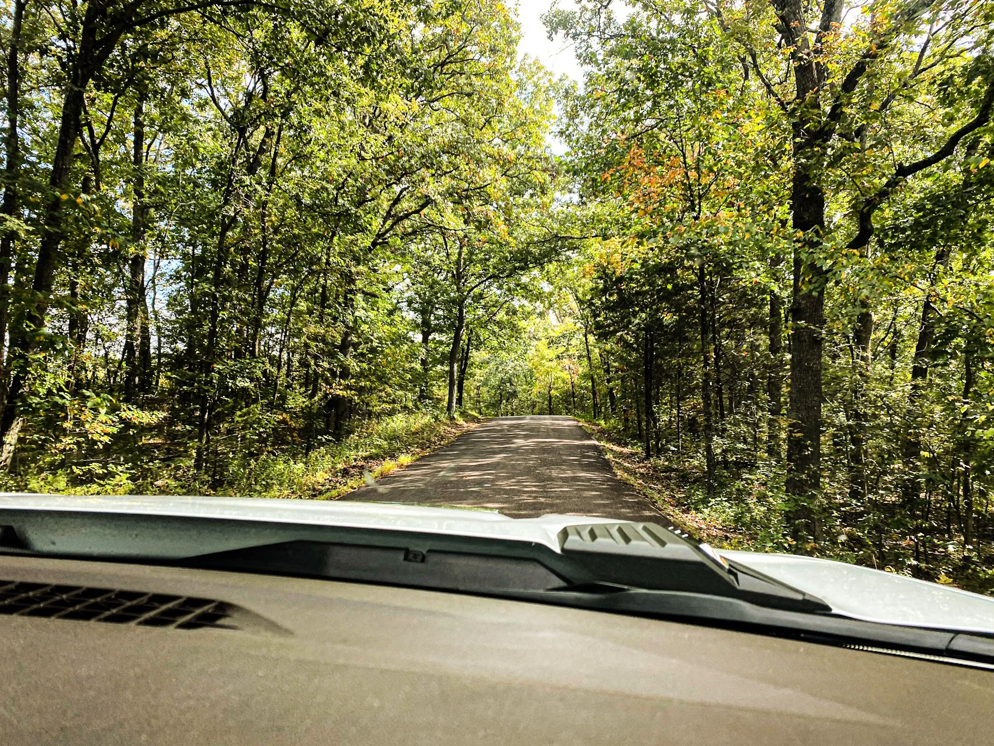 The Dog Who Saved Me