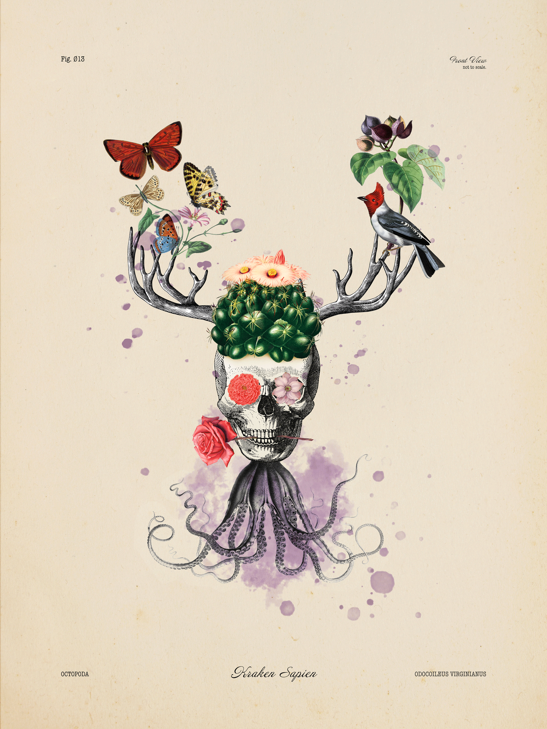 An artistic illustration of a skull with antlers, decorated with cacti, flowers, butterflies, a bird, and an octopus tentacle, labeled 'Draken Sapien'.