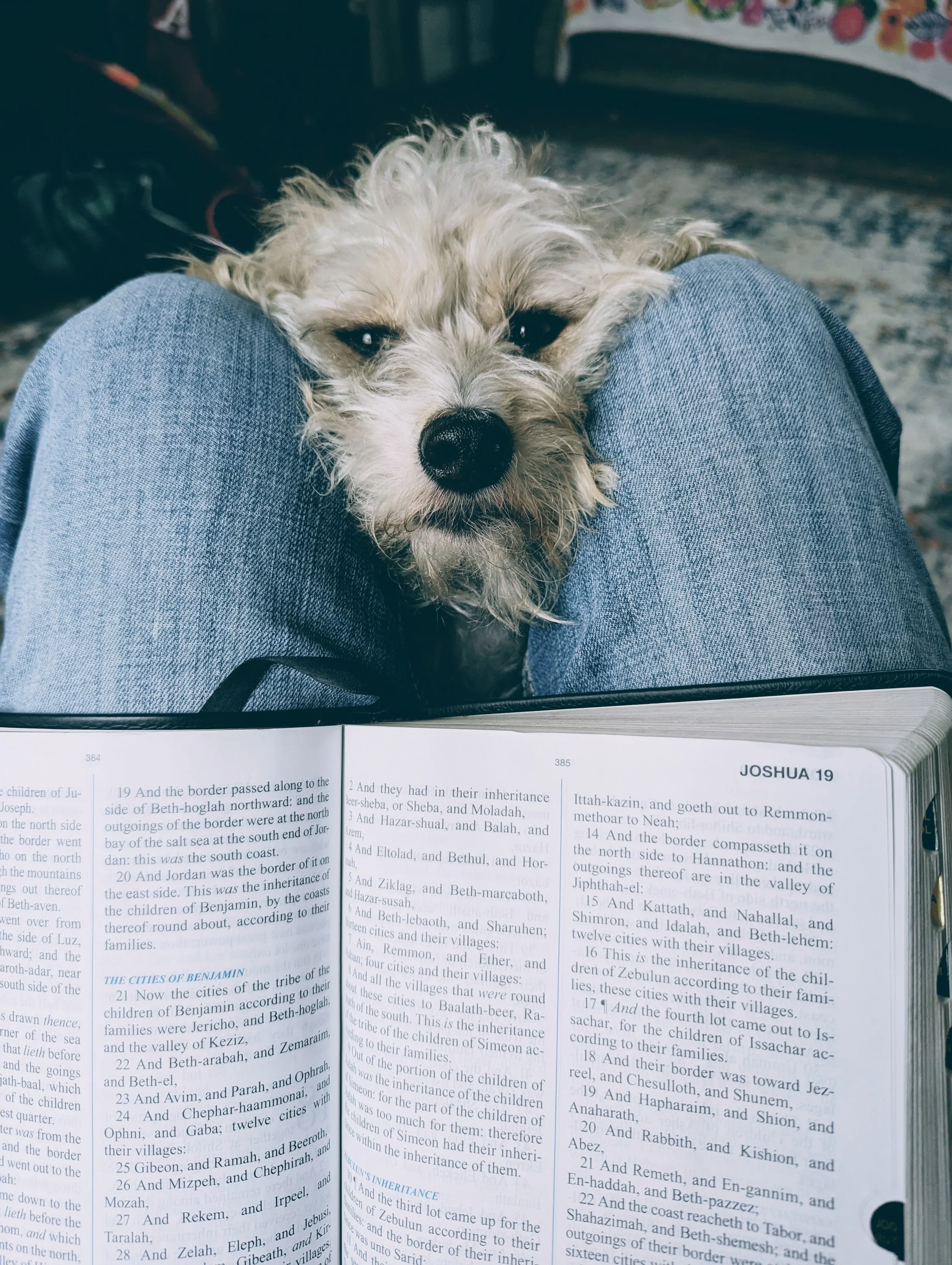 Close-up of a small, fluffy dog resting its head on someone's lap, with an open Bible on the person's legs.