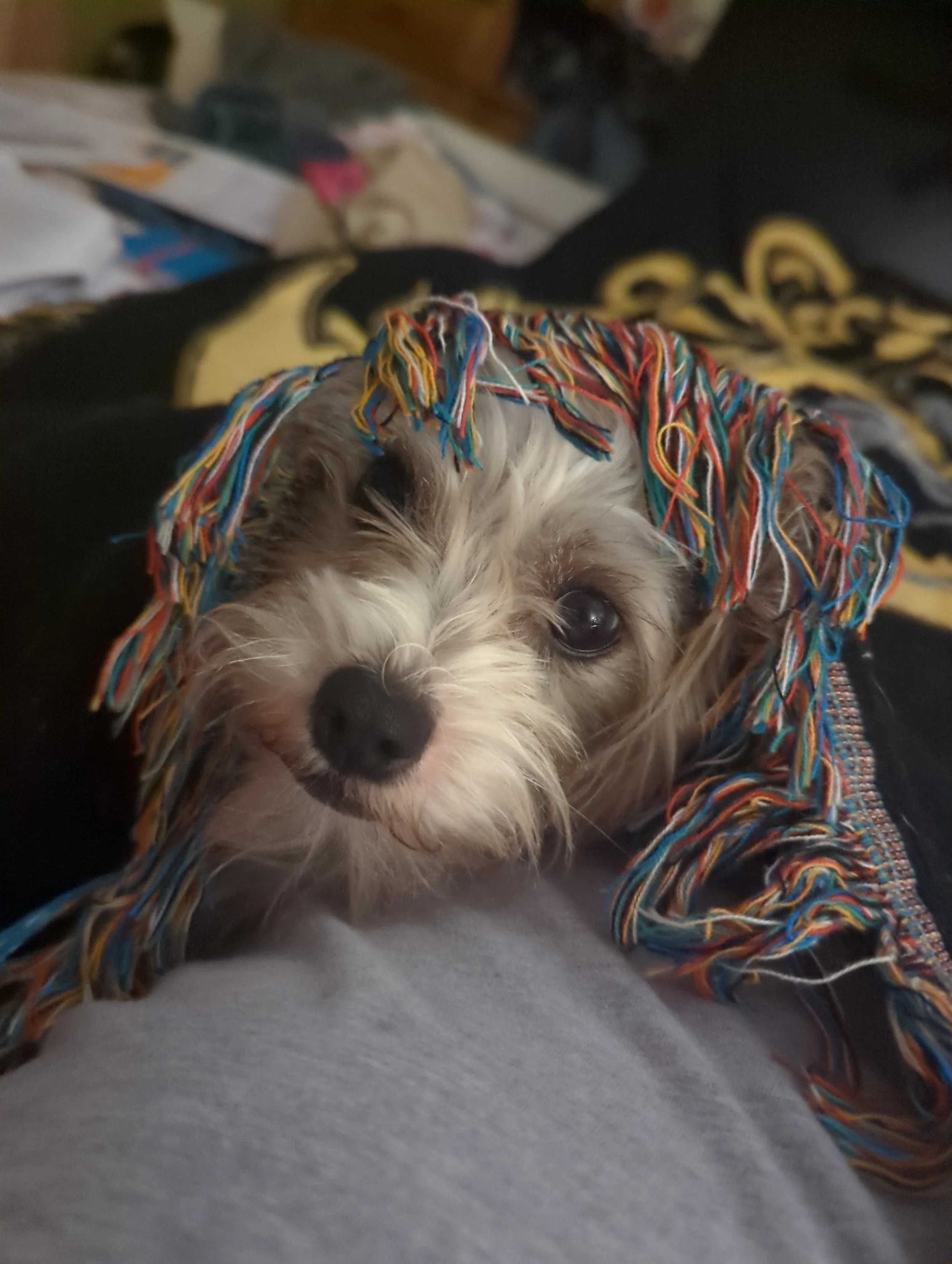 A small dog with a multicolored blanket over its head, lying on a person's lap with cluttered background.