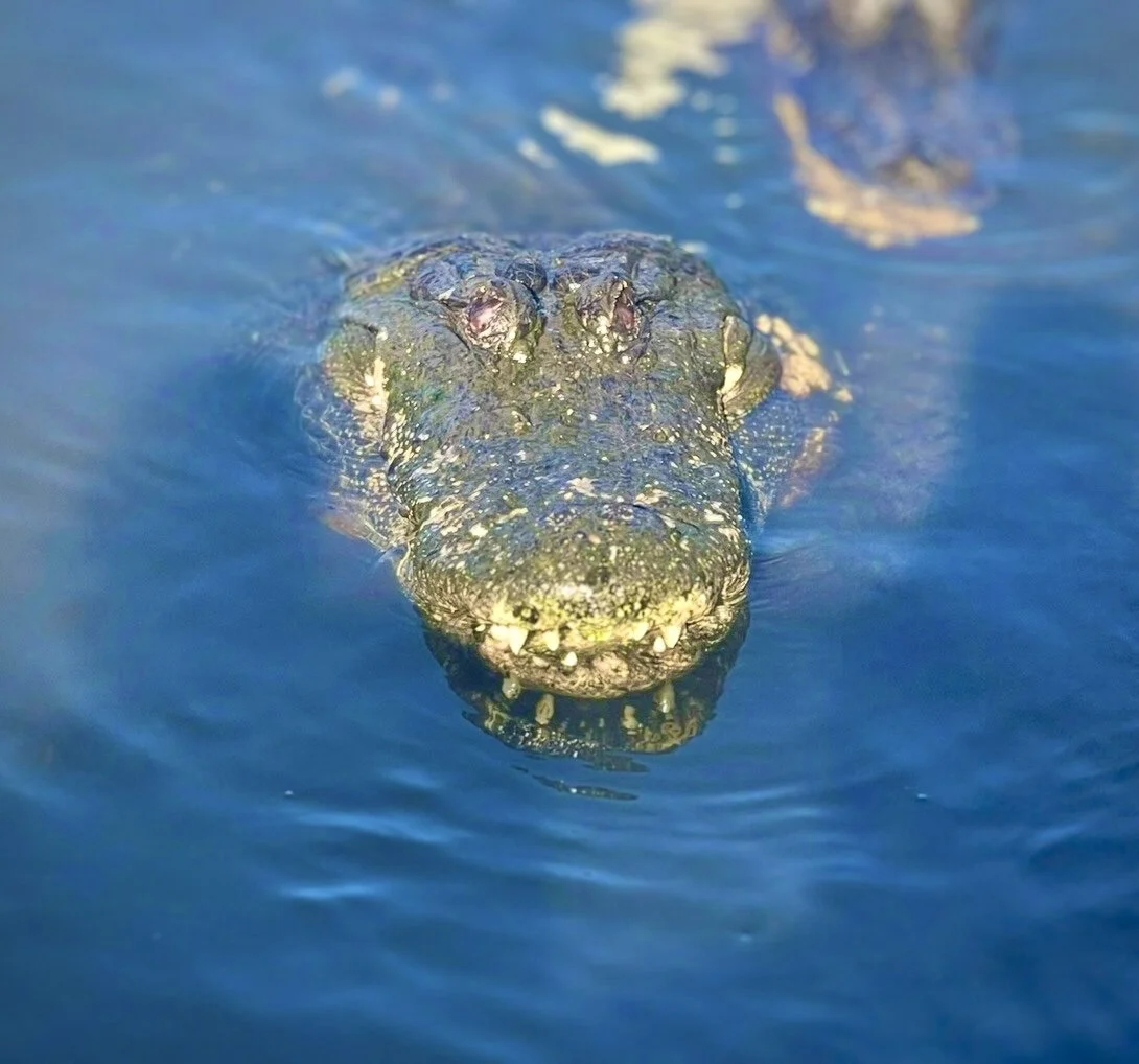 South Beach, Alligator 